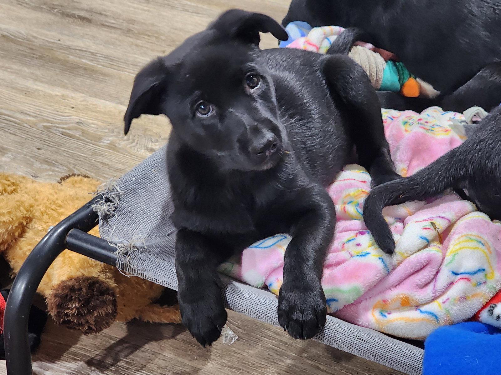 Enlarge Skye, a Adopted mixed breed in Marine City, MI image 2/2