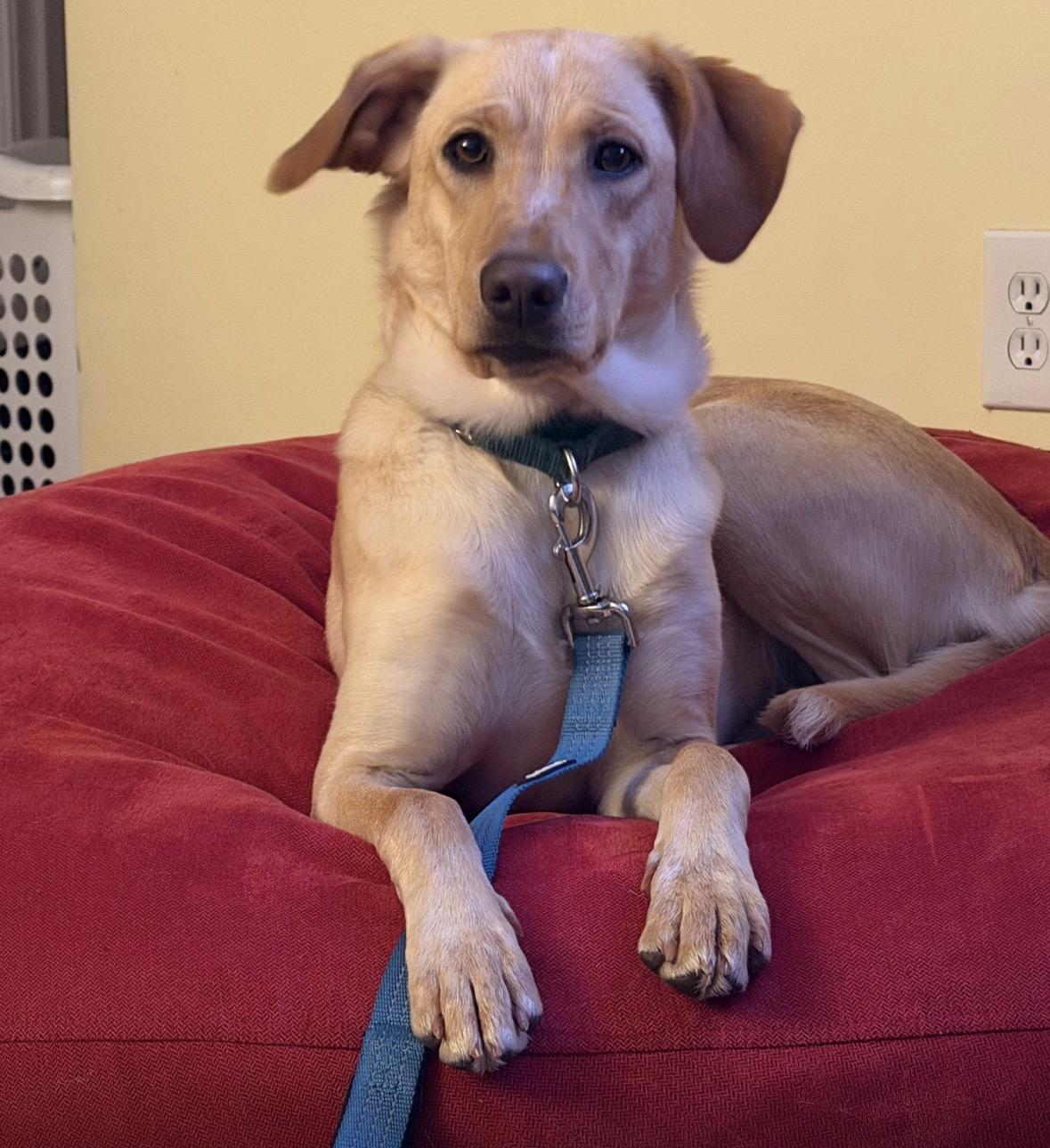 Enlarge Felicity , an adopted mixed breed in Pembroke, MA image 4/5