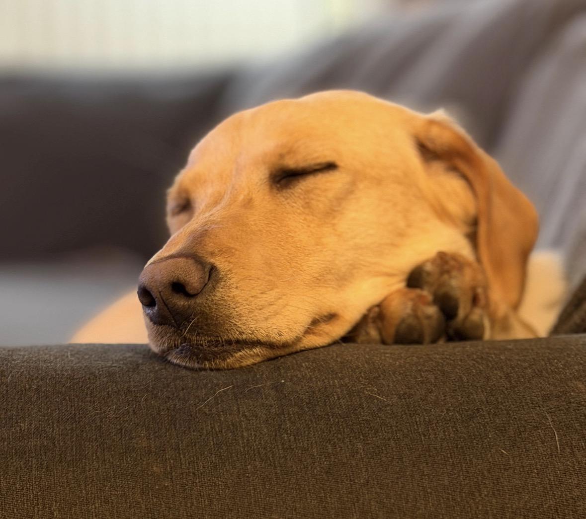 Enlarge Felicity , an adopted mixed breed in Pembroke, MA image 2/5