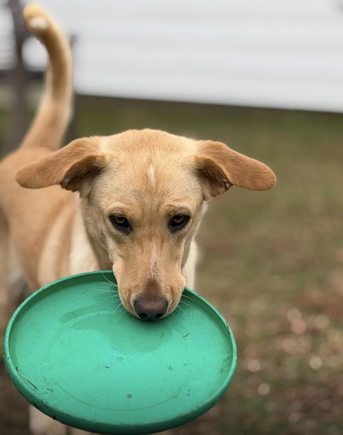 Enlarge Felicity , an adopted mixed breed in Pembroke, MA image 1/5