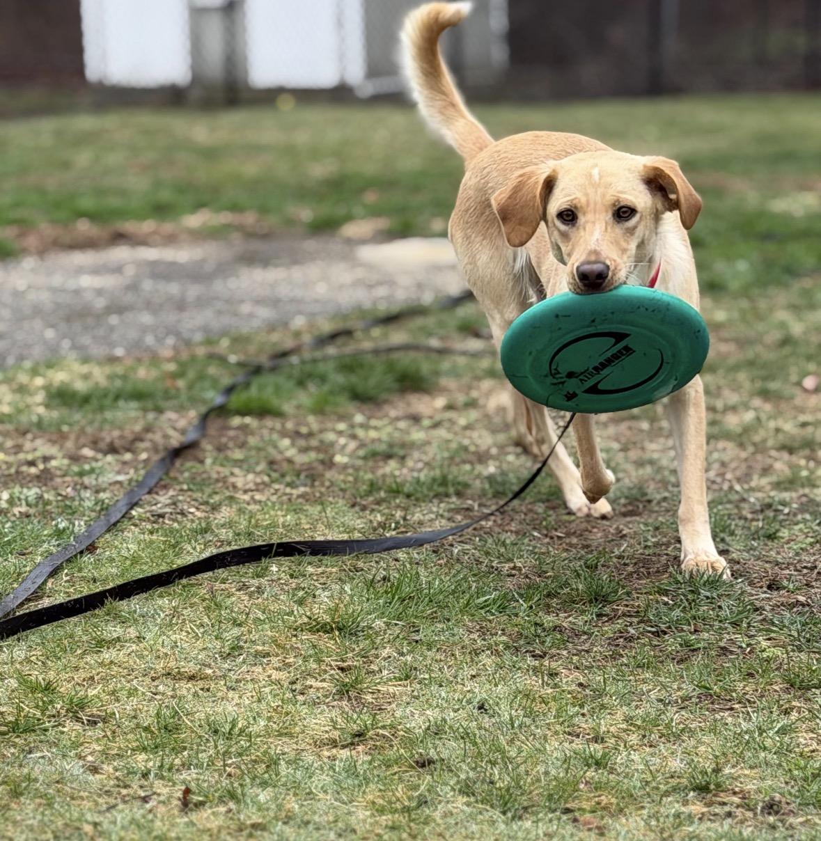 Enlarge Felicity , an adopted mixed breed in Pembroke, MA image 3/5