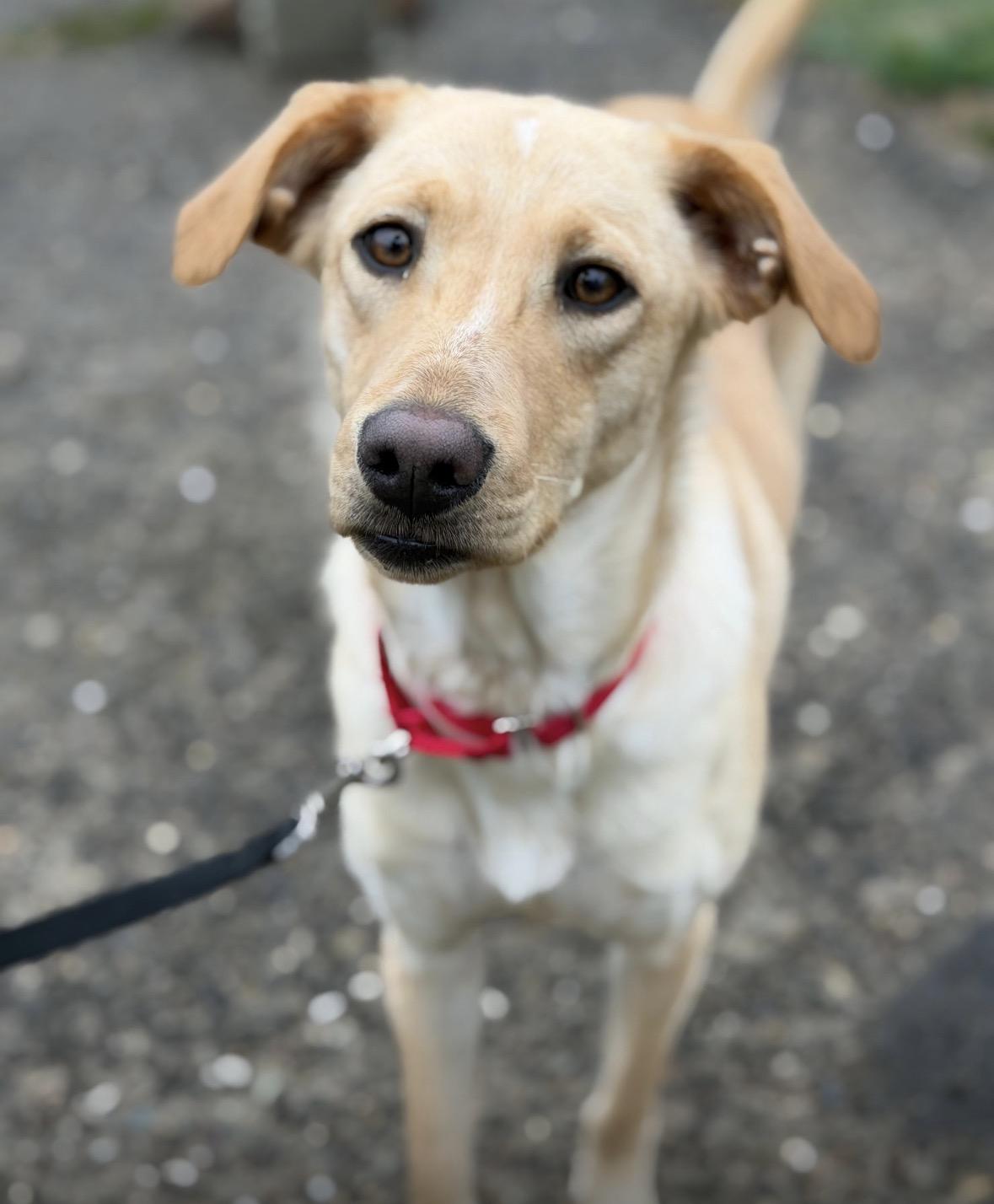 Enlarge Felicity , an adopted mixed breed in Pembroke, MA image 5/5