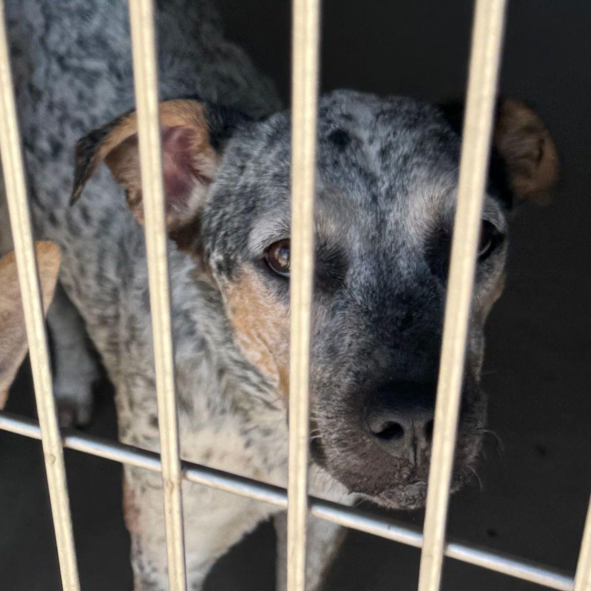 Enlarge Natalie, a Adoptable Cattle Dog in Kingman, AZ image 1/1