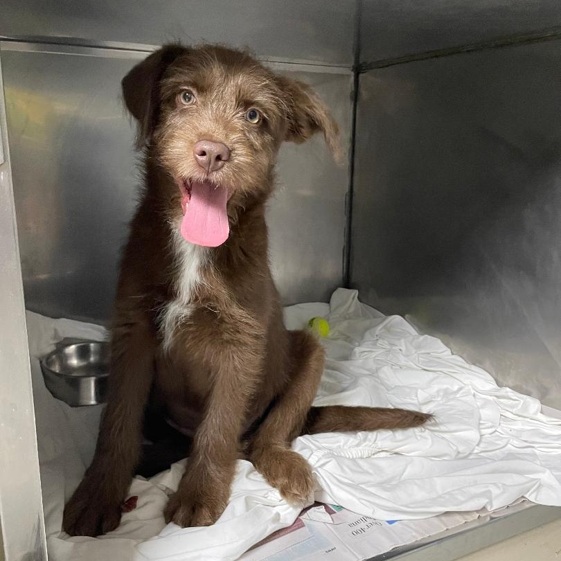 Cocoa, an adopted mixed breed in Spencer, IN image 3/3