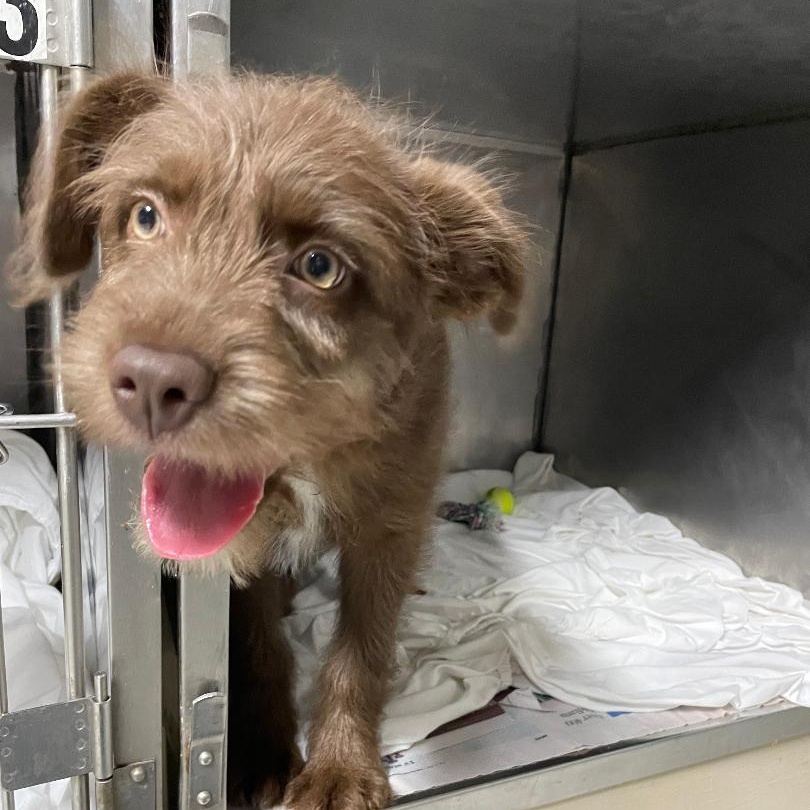 Cocoa, adopted, Puppy Female Australian Shepherd.