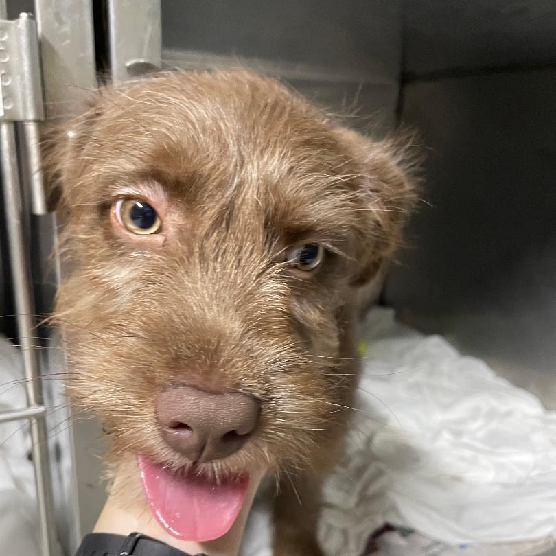 Cocoa, an adopted mixed breed in Spencer, IN image 2/3