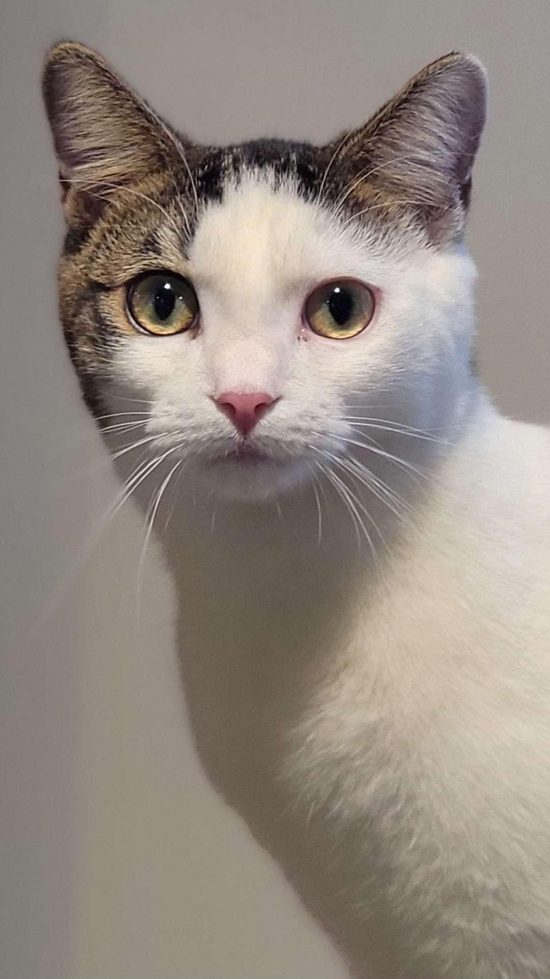 Raiden, Adoptable, Young Male Domestic Short Hair.