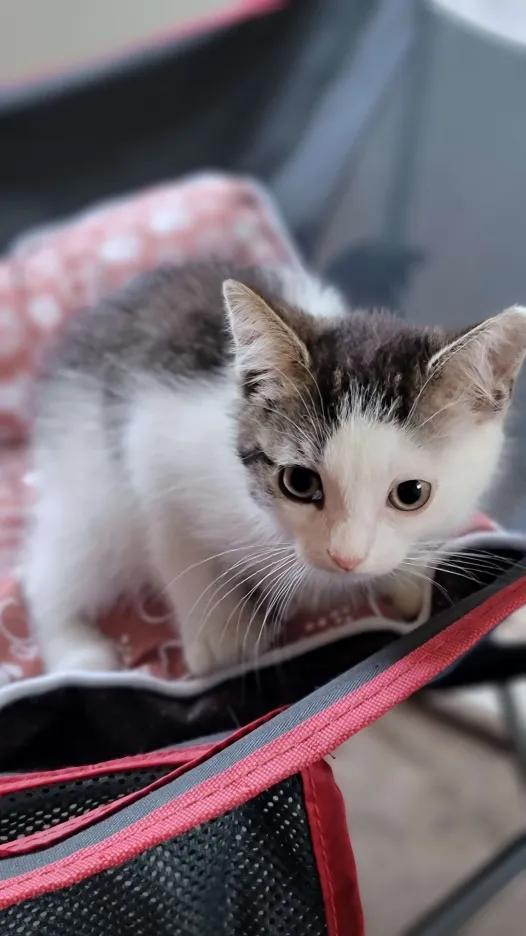 Raiden, a Adoptable Domestic Short Hair in Florham Park, NJ image 1/2