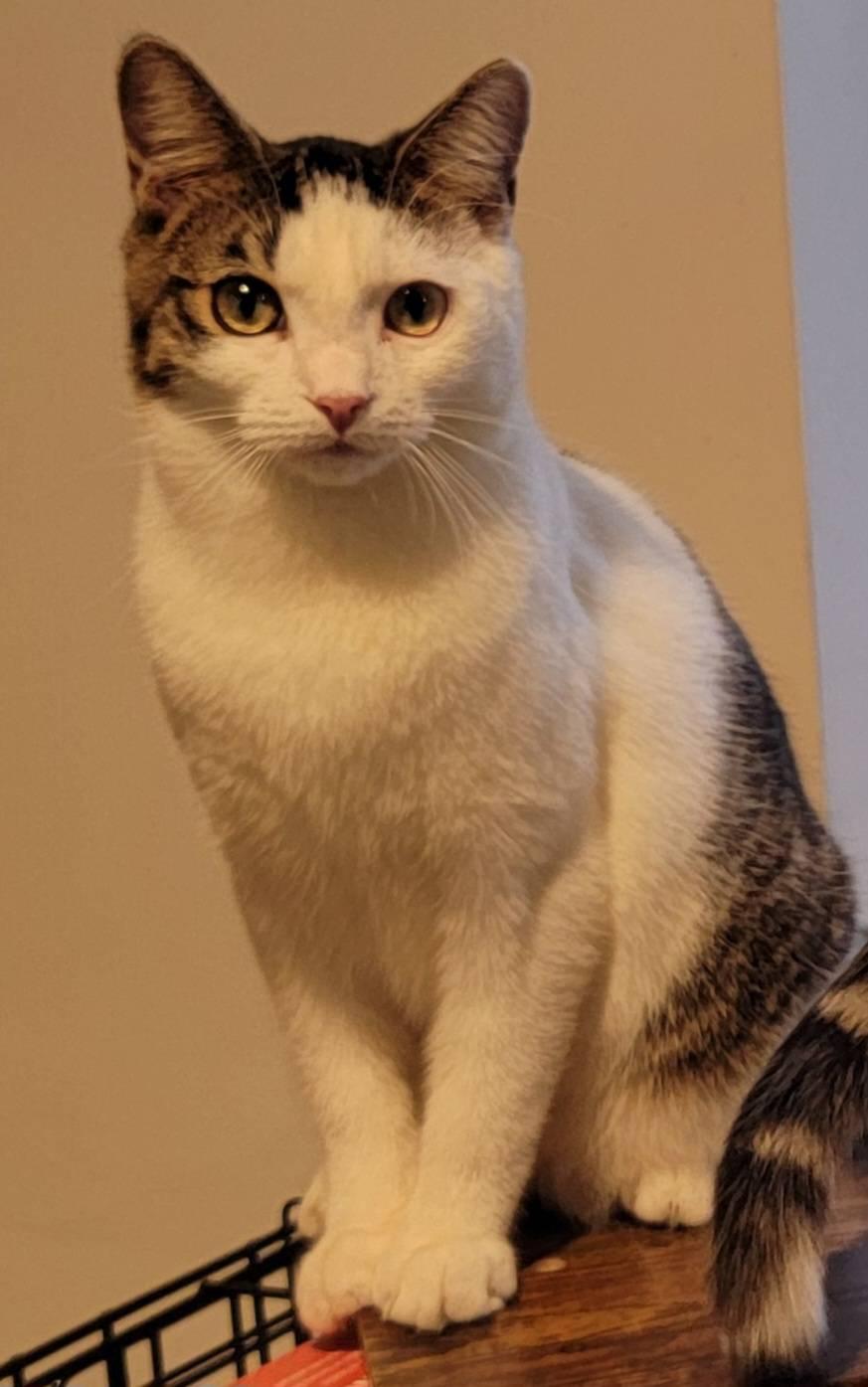 Raiden, a Adoptable Domestic Short Hair in Florham Park, NJ image 3/6