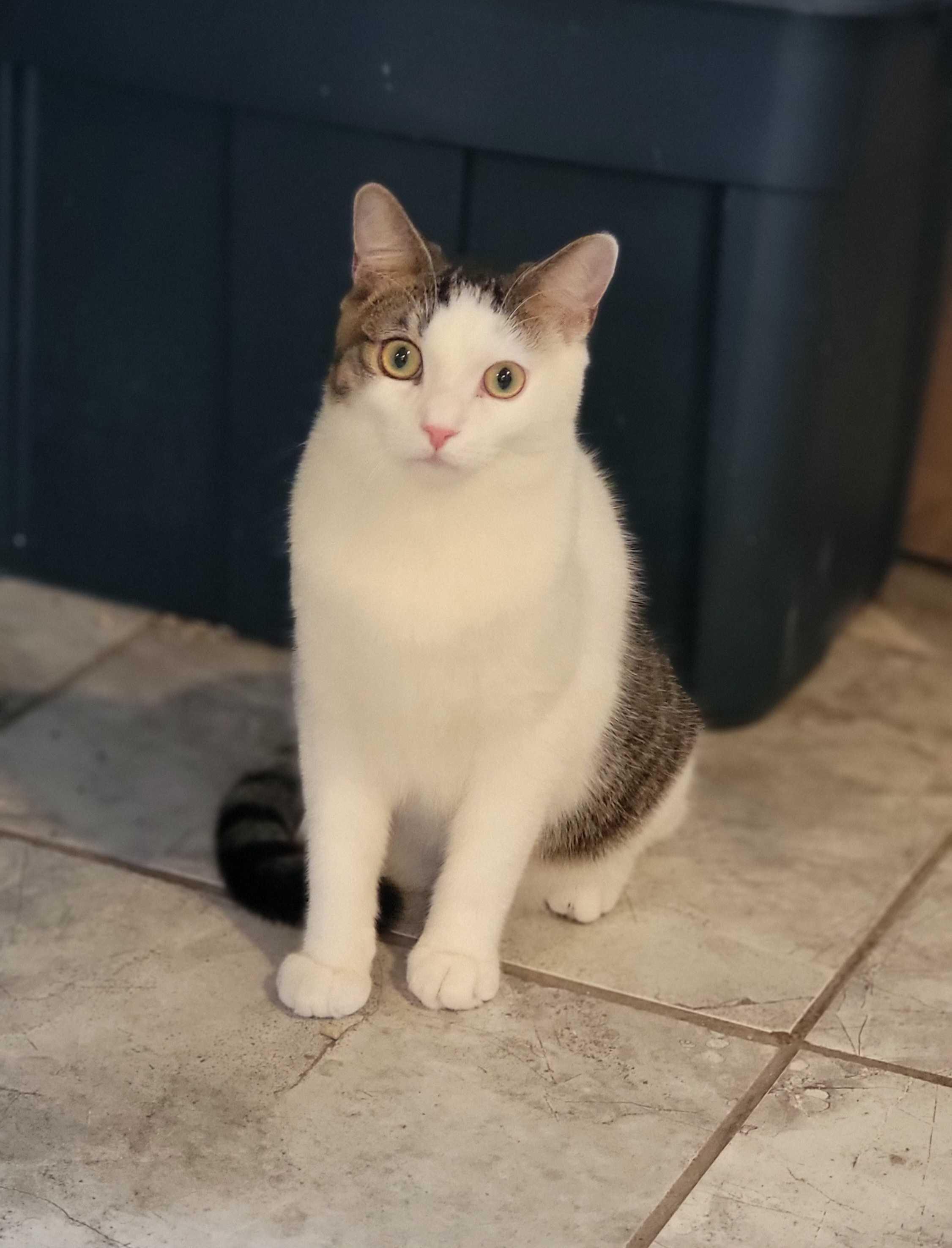 Raiden, a Adoptable Domestic Short Hair in Florham Park, NJ image 5/6