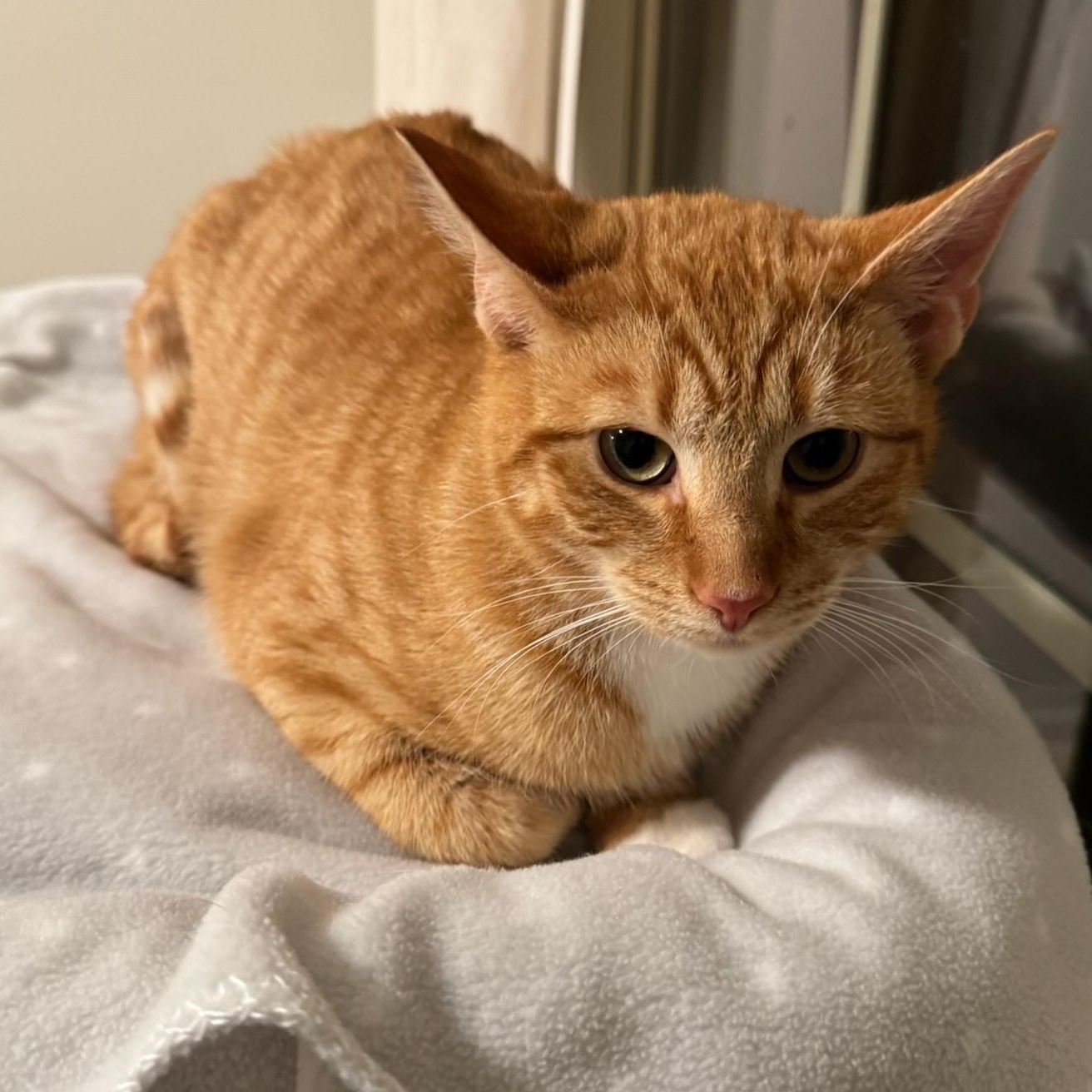 Enlarge Wynken, an adopted Domestic Short Hair in Hagerstown, MD image 2/5