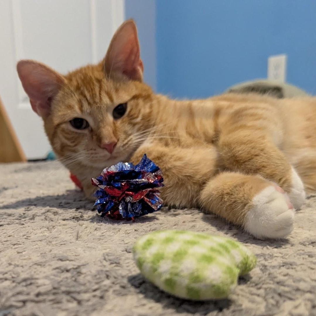 Enlarge Wynken, an adopted Domestic Short Hair in Hagerstown, MD image 1/5