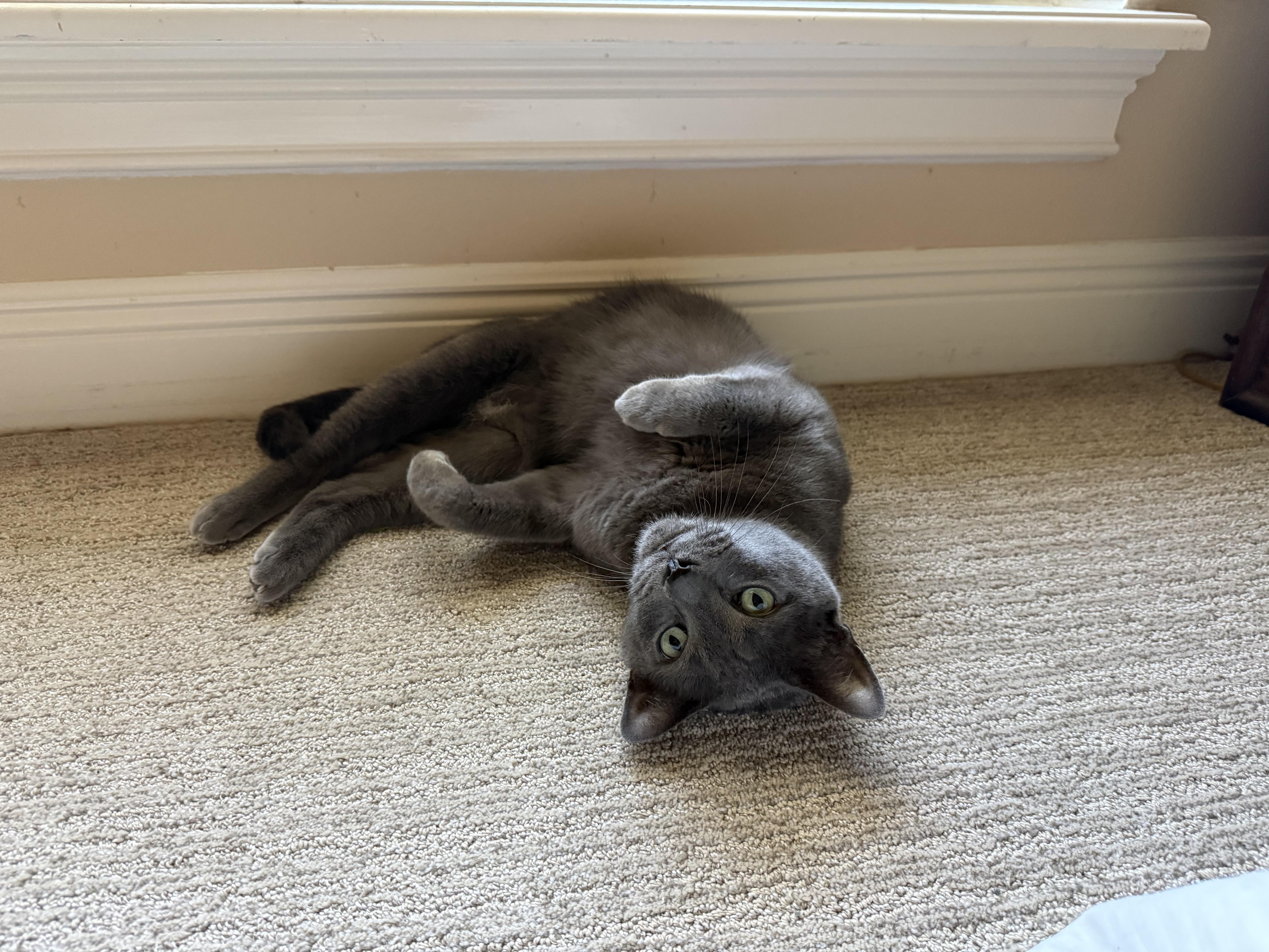 Enlarge Poosh, a Adoptable Domestic Short Hair in DeLand, FL image 3/6