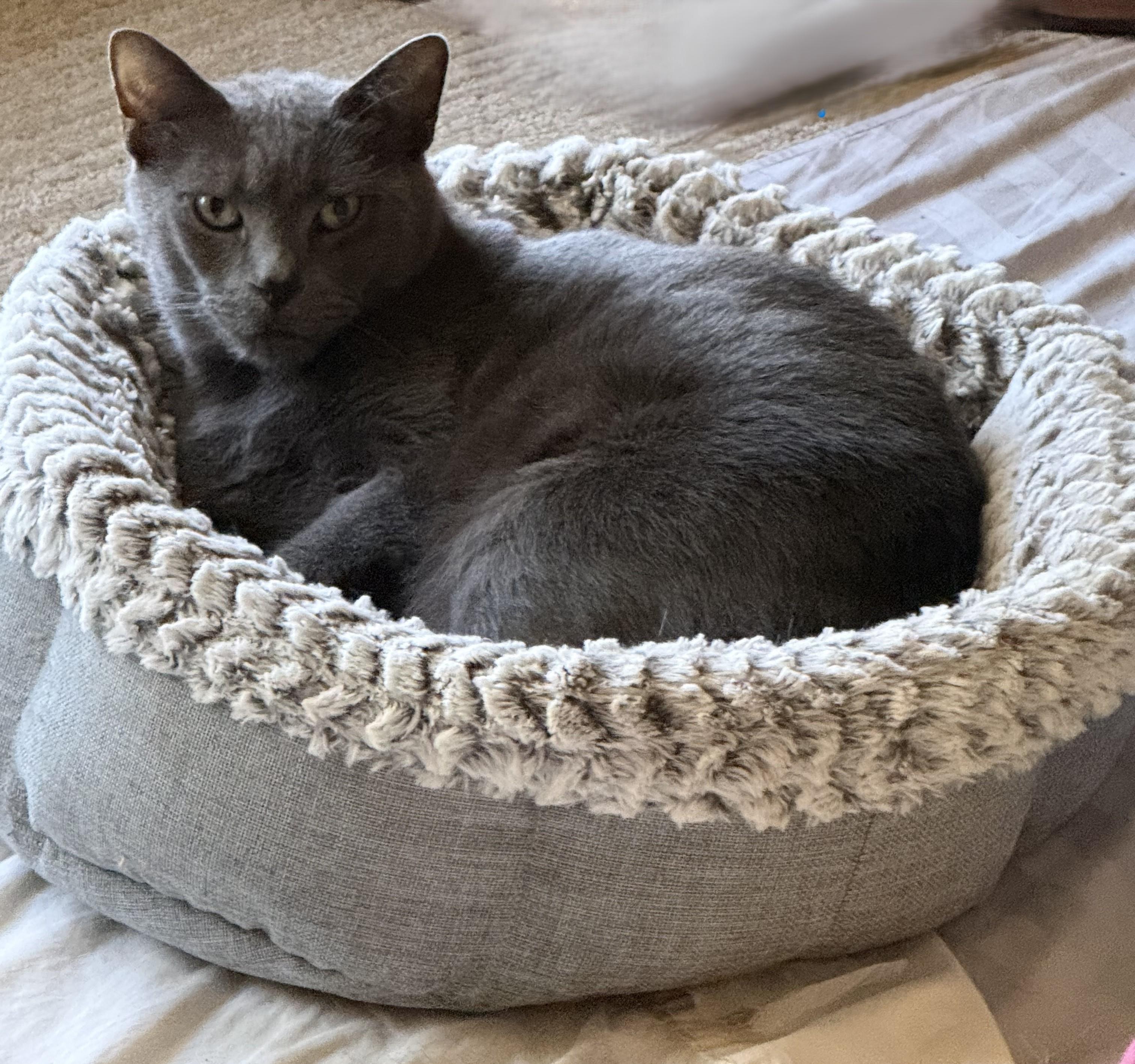 Poosh, Adoptable, Adult Male Domestic Short Hair.