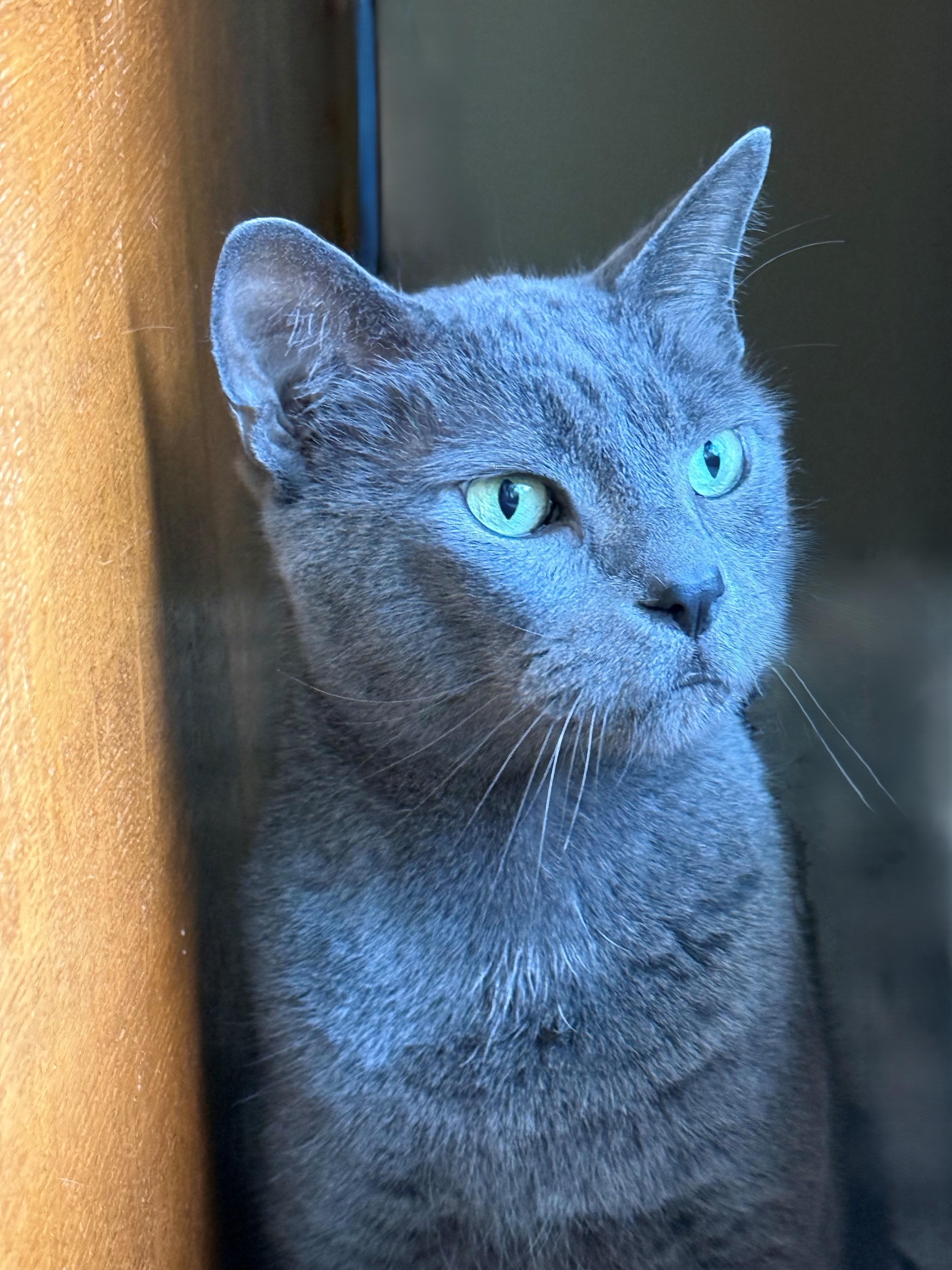 Enlarge Poosh, a Adoptable Domestic Short Hair in DeLand, FL image 4/6