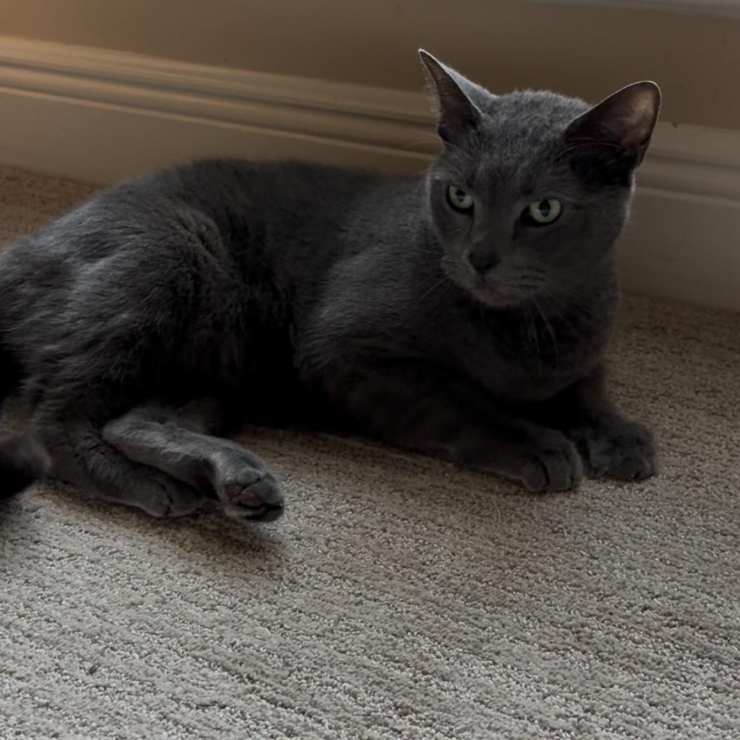 Enlarge Poosh, a Adoptable Domestic Short Hair in DeLand, FL image 2/6