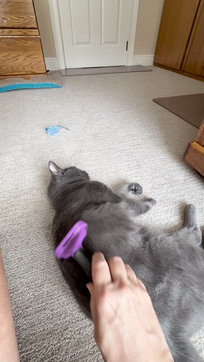 Enlarge Poosh, a Adoptable Domestic Short Hair in DeLand, FL video 5/6