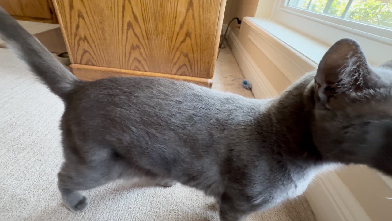 Enlarge Poosh, a Adoptable Domestic Short Hair in DeLand, FL video 6/6