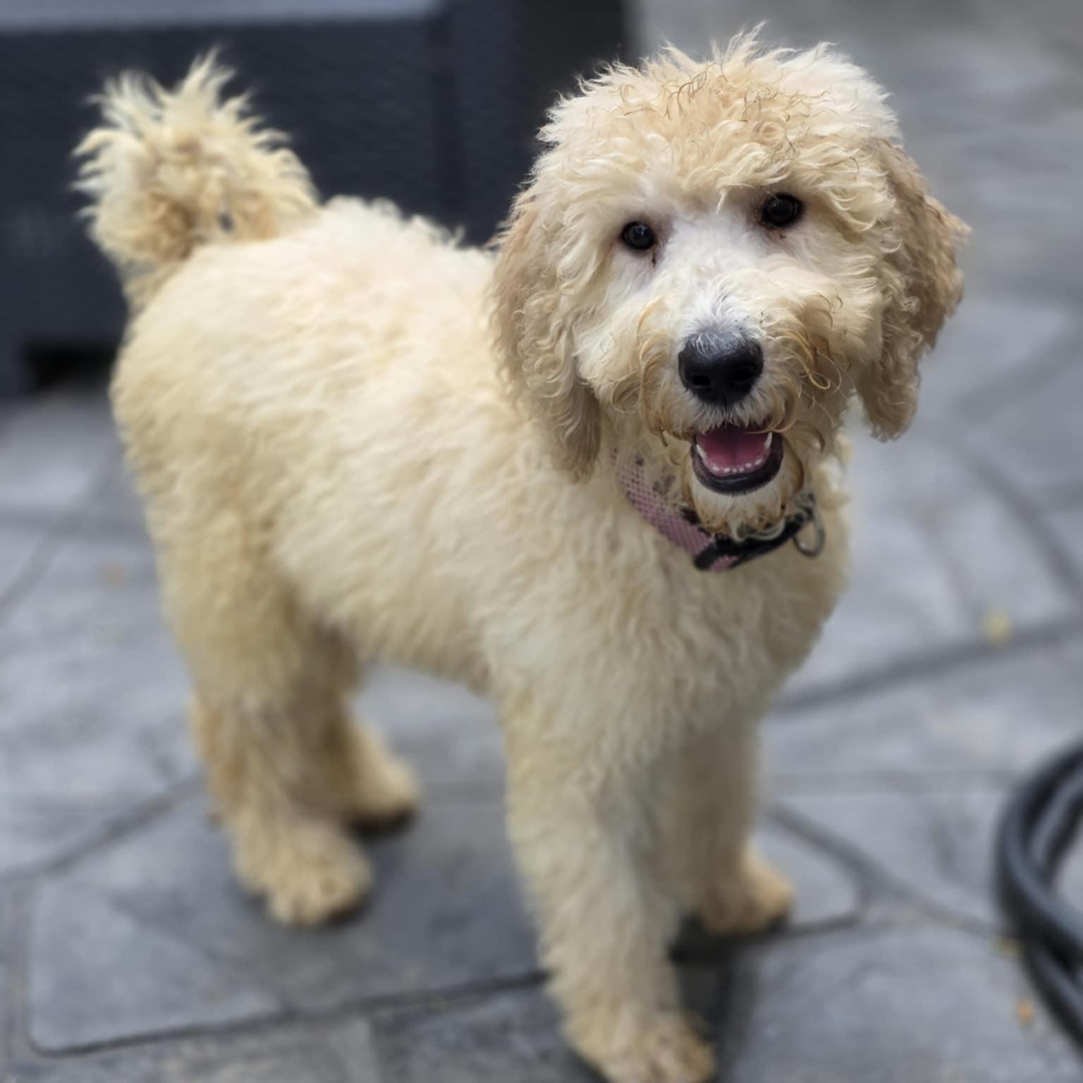 Piper photo 1