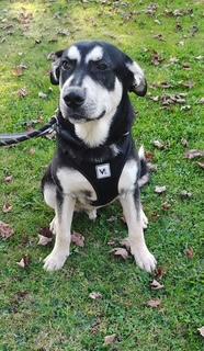 Enlarge Hutch, a Adoptable mixed breed in Grove City, OH image 4/5