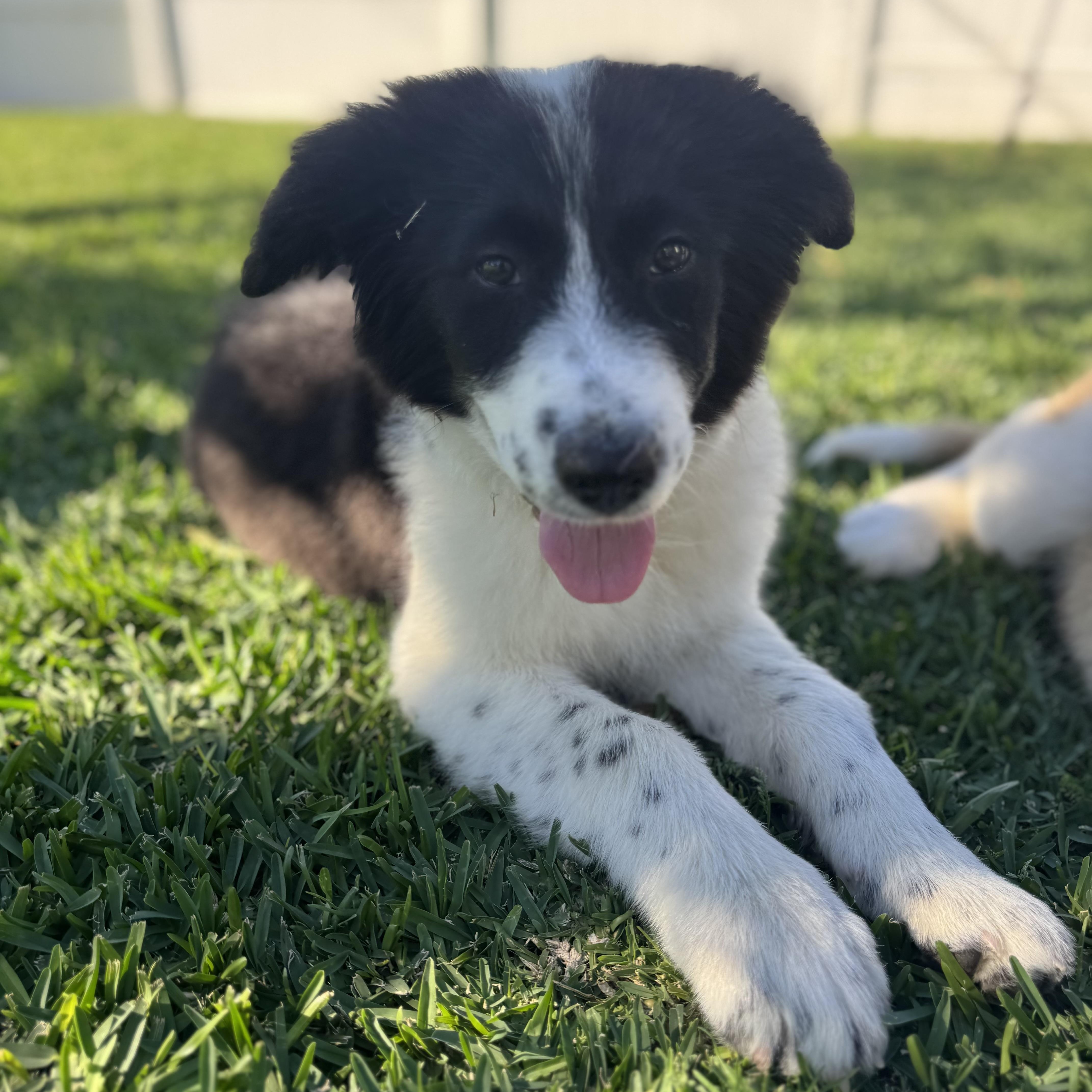 Enlarge Clover, an adopted mixed breed in Torrance, CA image 5/6