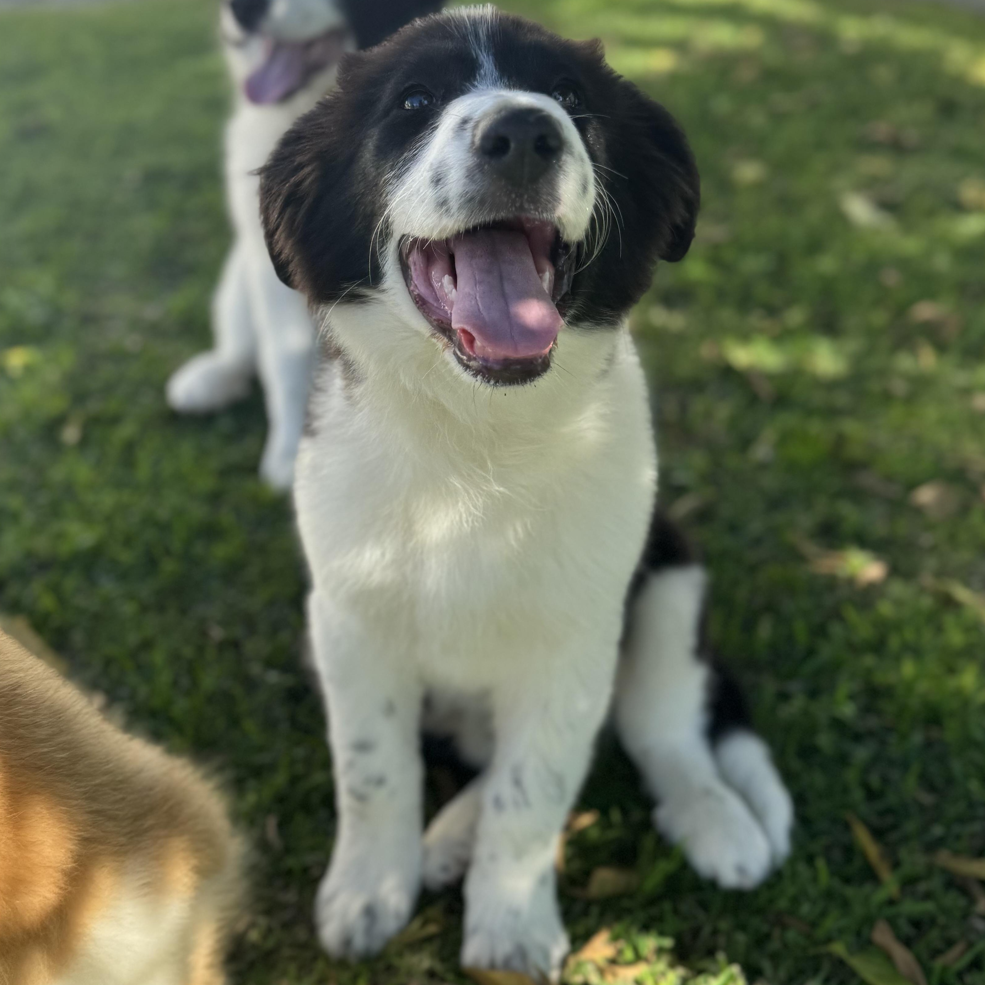 Enlarge Clover, an adopted mixed breed in Torrance, CA image 6/6