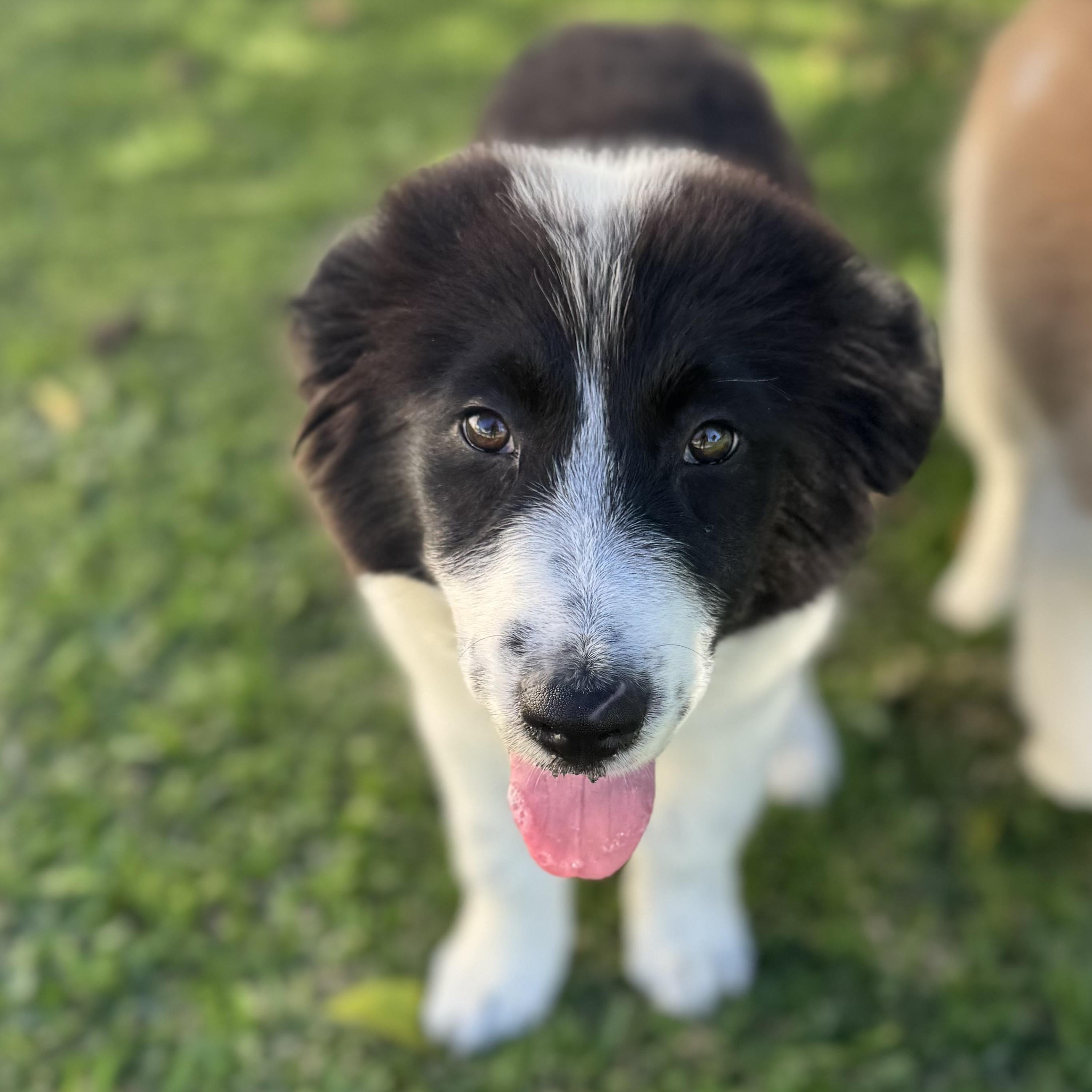 Clover, adopted, Puppy Female Great Pyrenees & Border Collie.