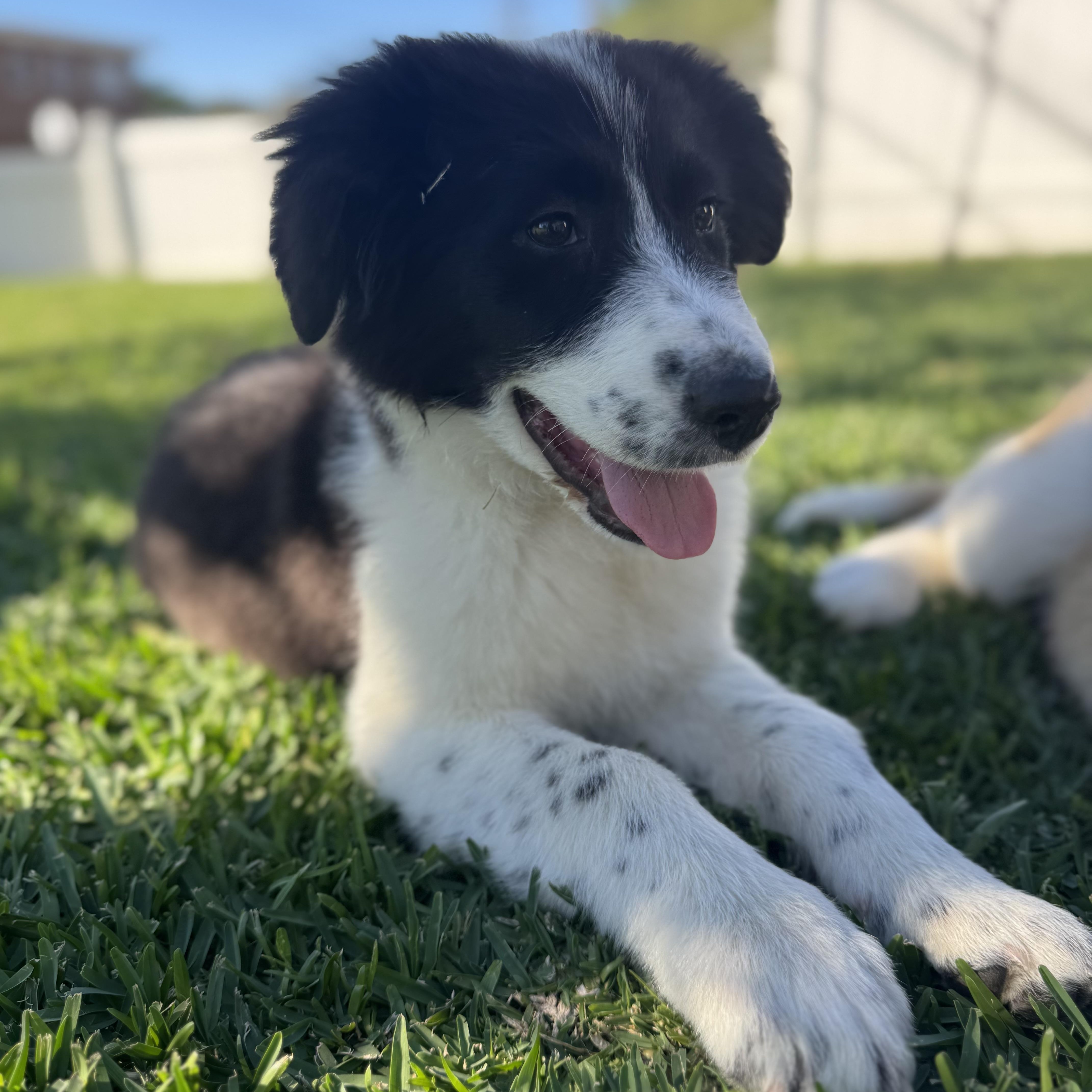 Enlarge Clover, an adopted mixed breed in Torrance, CA image 4/6