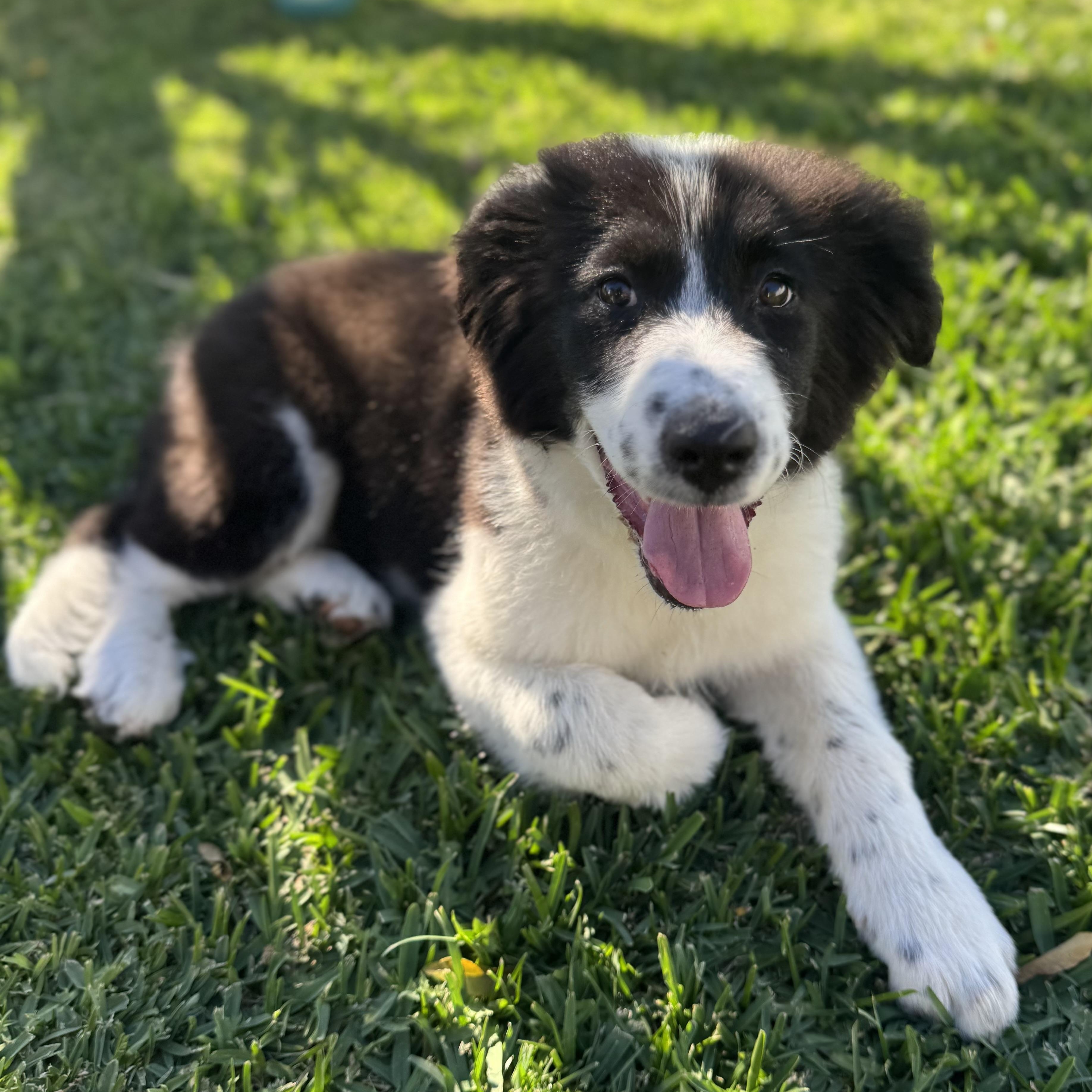 Enlarge Clover, an adopted mixed breed in Torrance, CA image 2/6