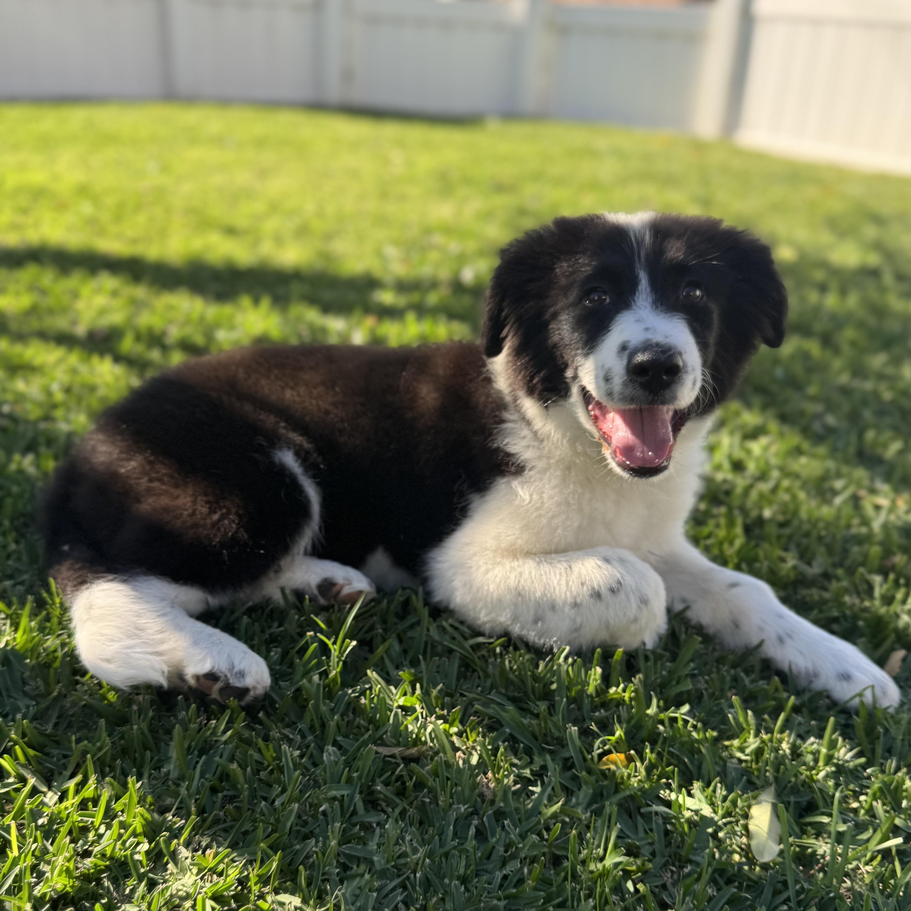 Enlarge Clover, an adopted mixed breed in Torrance, CA image 3/6