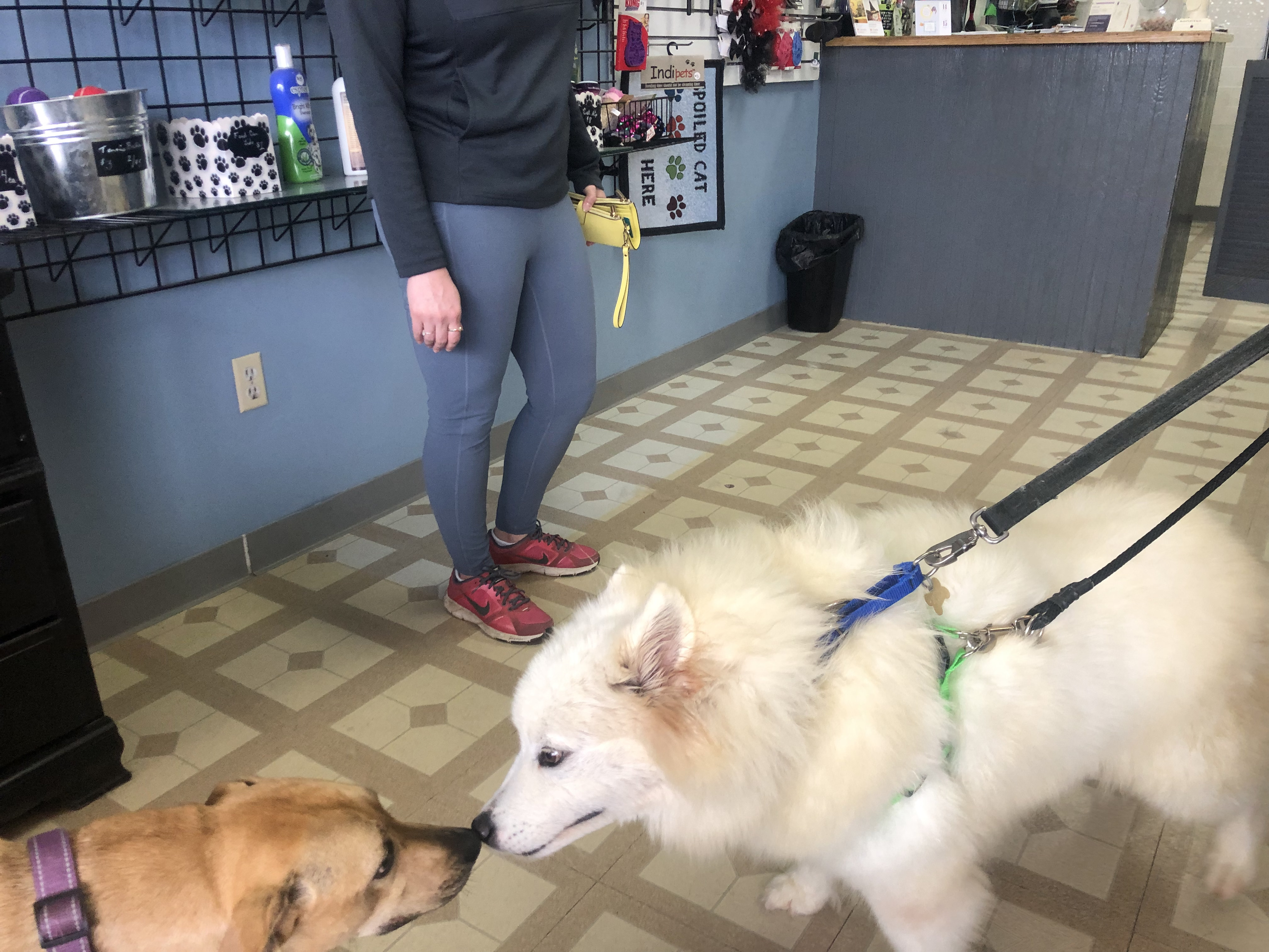 Enlarge Dorothy - ADOPTED, a Adopted Samoyed in Milwaukee, WI image 1/6
