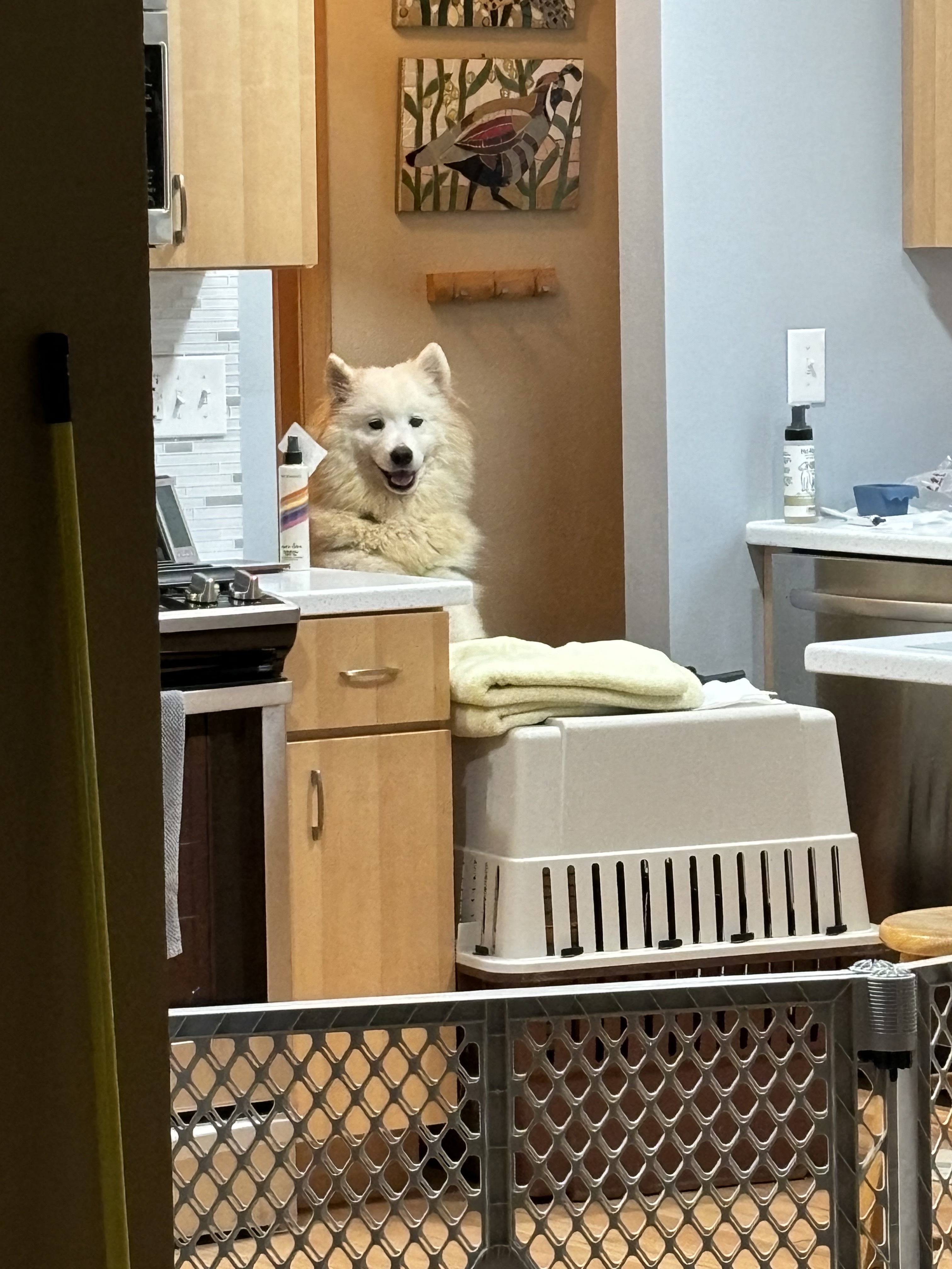 Enlarge Dorothy - ADOPTED, a Adopted Samoyed in Milwaukee, WI image 2/6