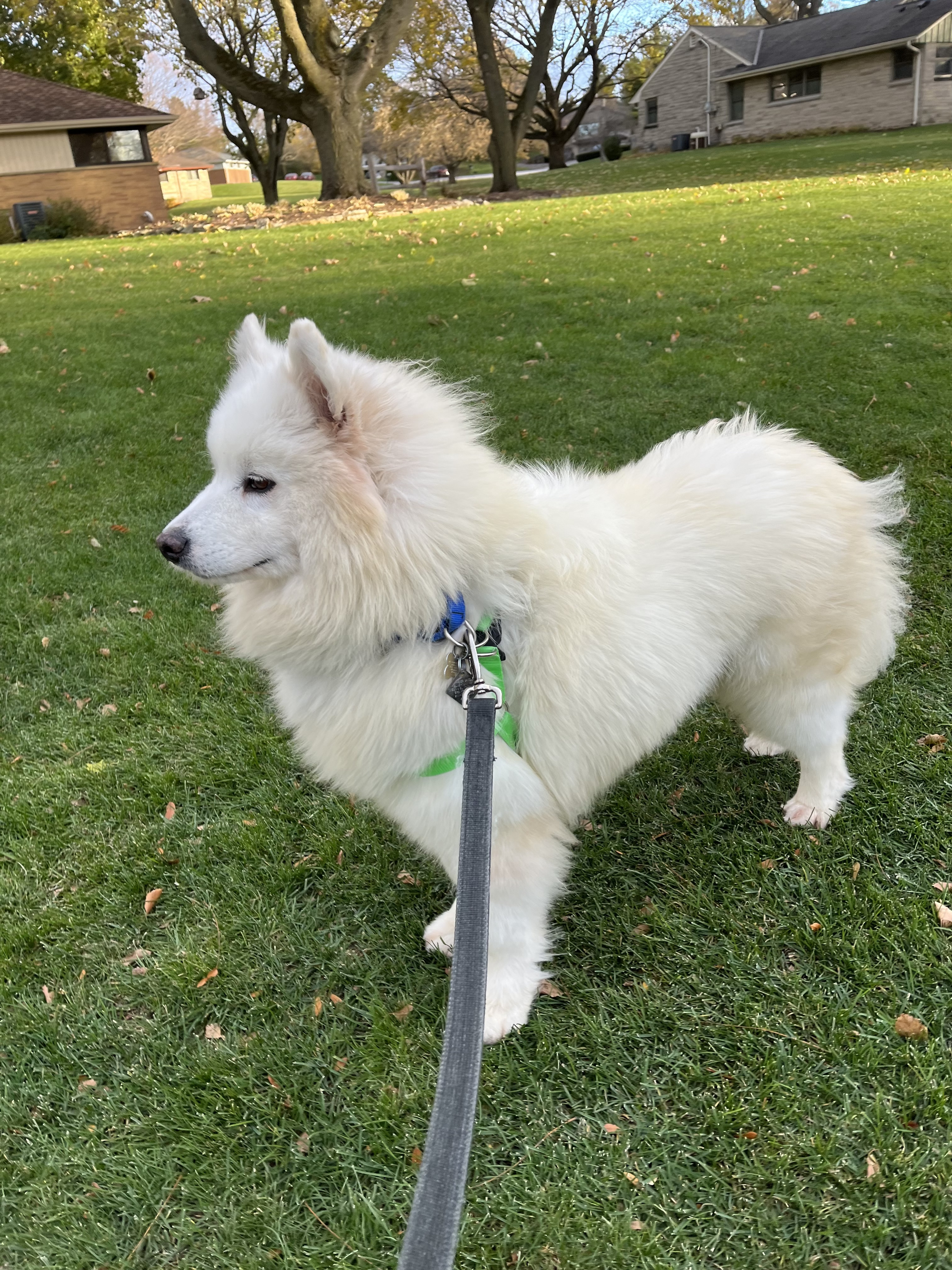 Enlarge Dorothy - ADOPTED, a Adopted Samoyed in Milwaukee, WI image 3/6