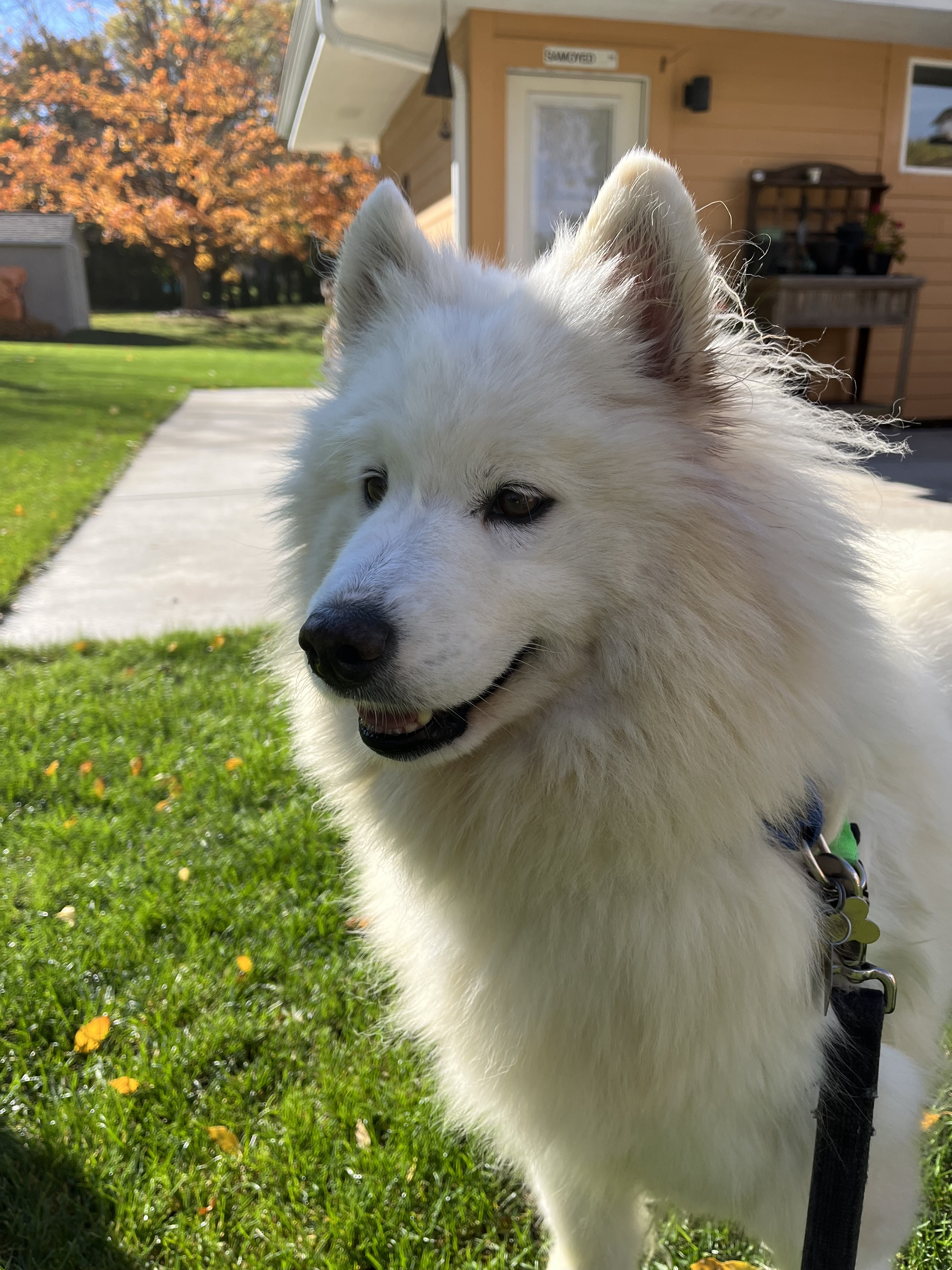 Enlarge Dorothy - ADOPTED, a Adopted Samoyed in Milwaukee, WI image 4/6