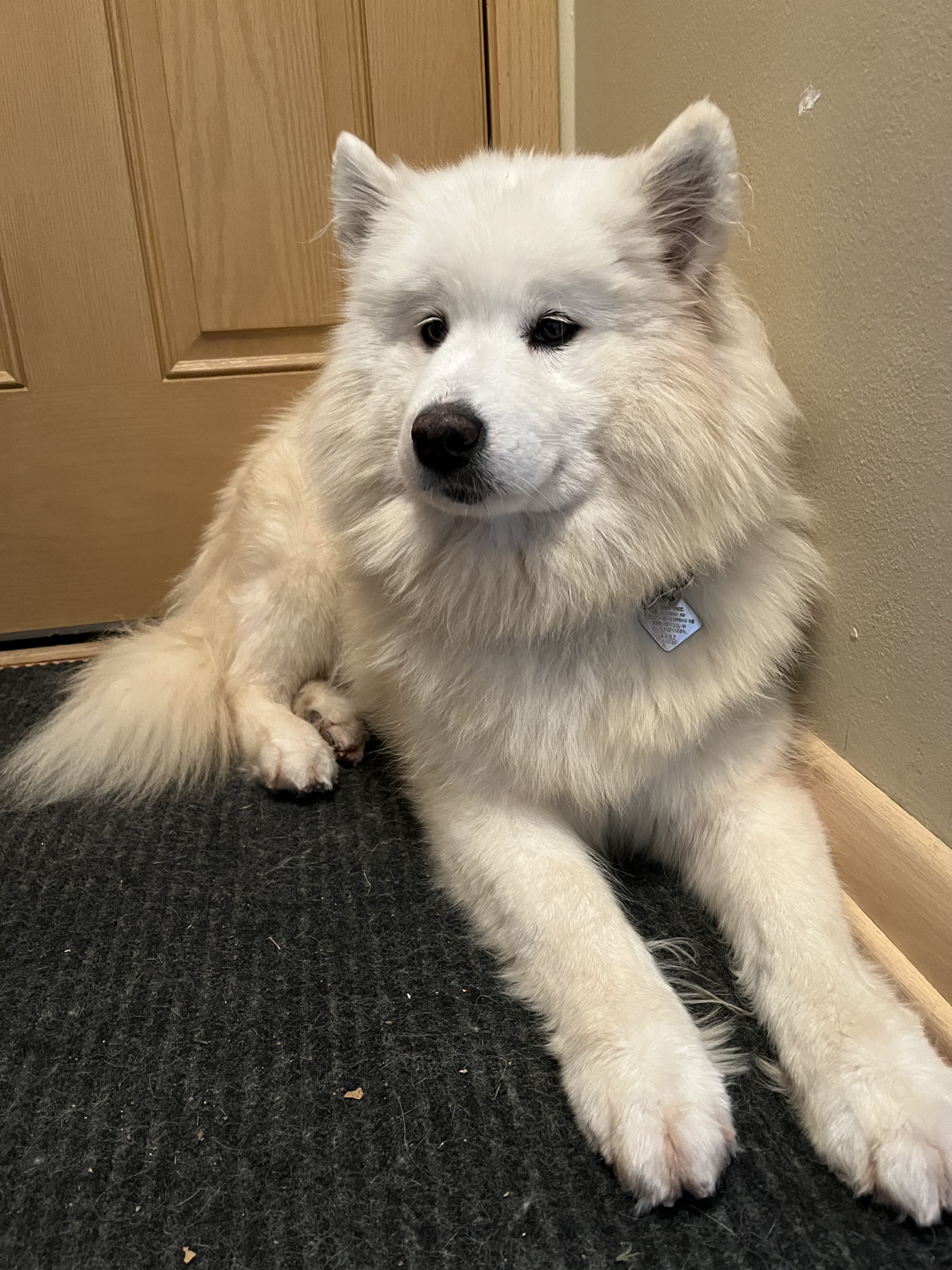 Enlarge Dorothy - ADOPTED, a Adopted Samoyed in Milwaukee, WI image 5/6