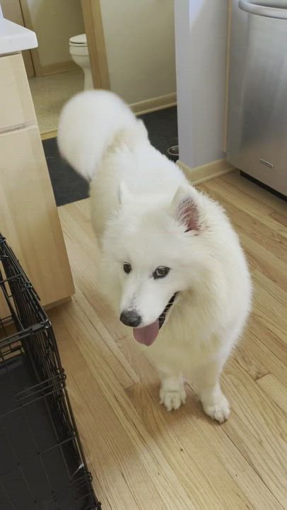 Enlarge Dorothy - ADOPTED, a Adopted Samoyed in Milwaukee, WI video 6/6