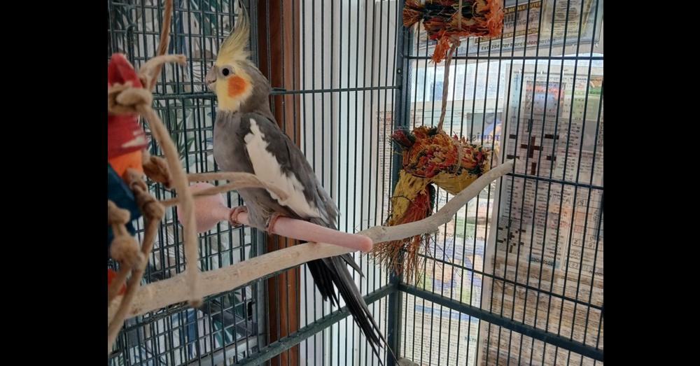 Enlarge Nate (to be adopted with his friends Walter & Eric), a Adoptable Cockatiel in Pittsburgh, PA image 2/3