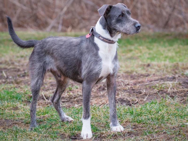 Enlarge Murphy, a ADOPTABLE mixed breed in Pointe-Fortune, QC image 2/3