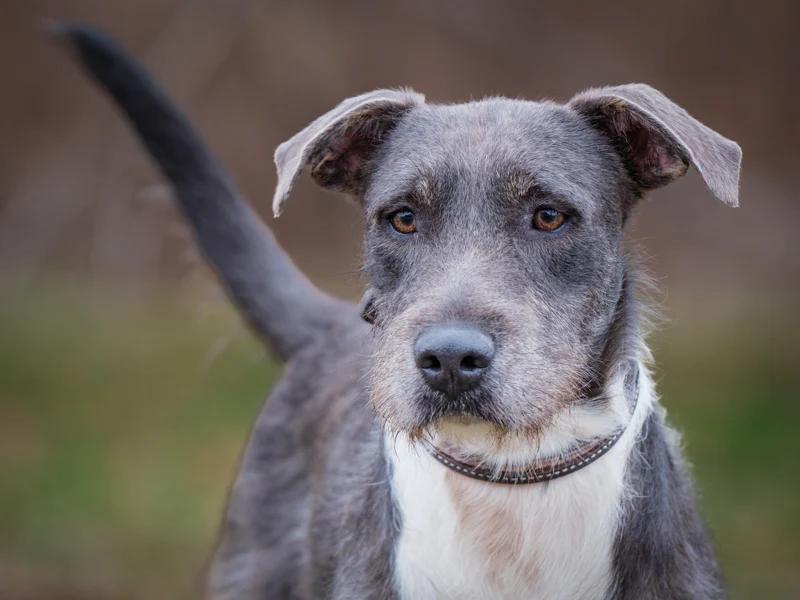 Enlarge Murphy, a ADOPTABLE mixed breed in Pointe-Fortune, QC image 1/3