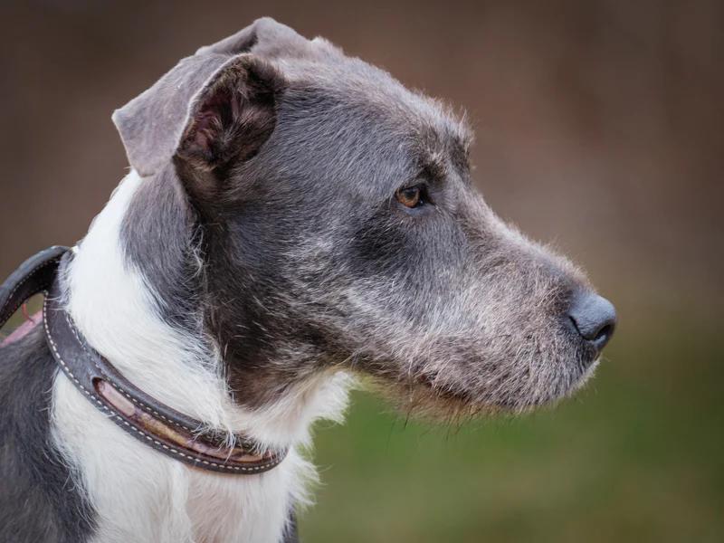 Enlarge Murphy, a ADOPTABLE mixed breed in Pointe-Fortune, QC image 3/3