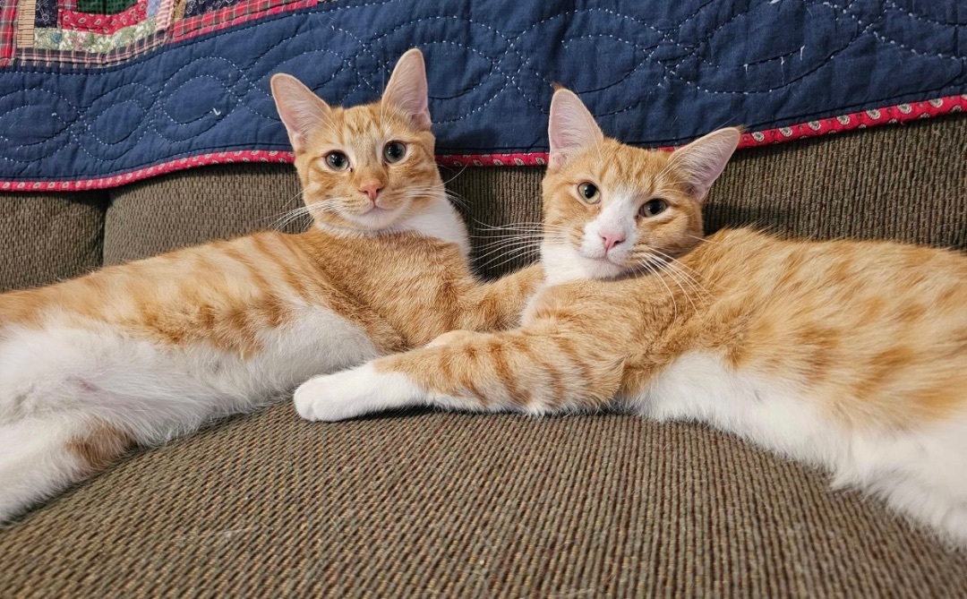 Enlarge Squeakers (bonded to Cuddles), a Adoptable Domestic Short Hair in Los Angeles, CA image 3/6