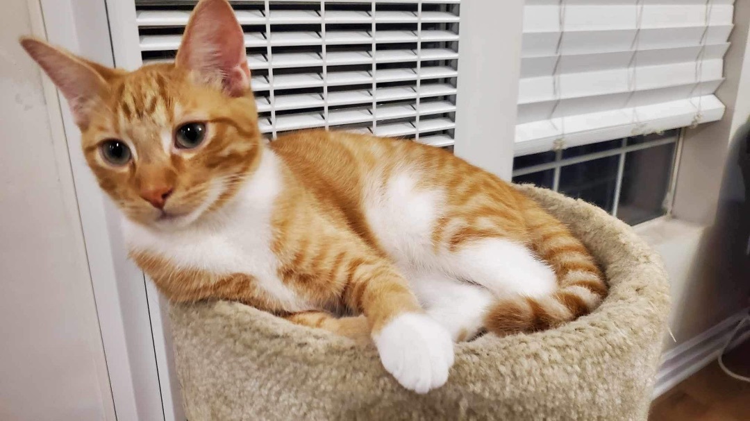 Enlarge Squeakers (bonded to Cuddles), a Adoptable Domestic Short Hair in Los Angeles, CA image 4/6