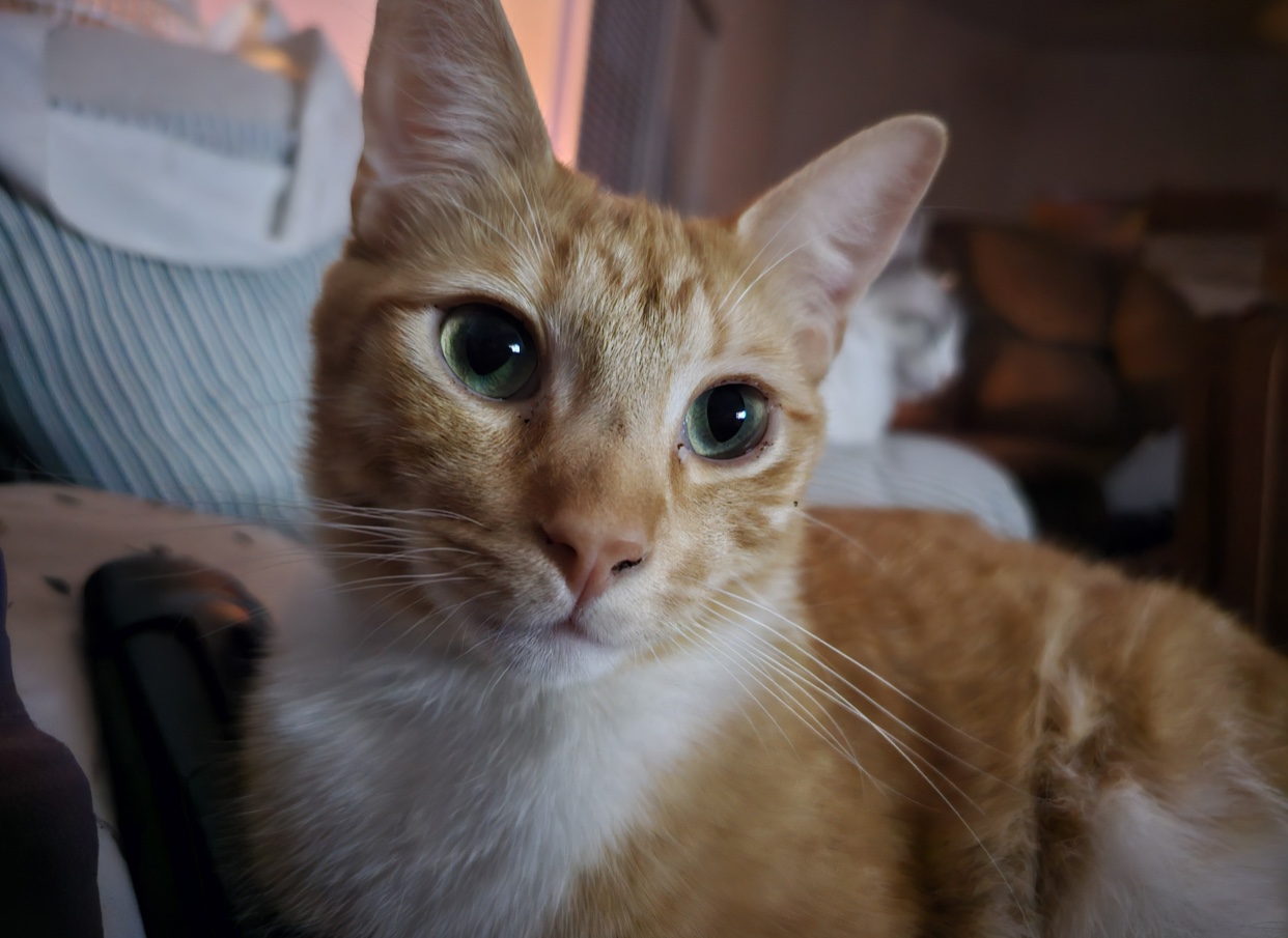 Squeakers (bonded to Cuddles) — thumbnail 3