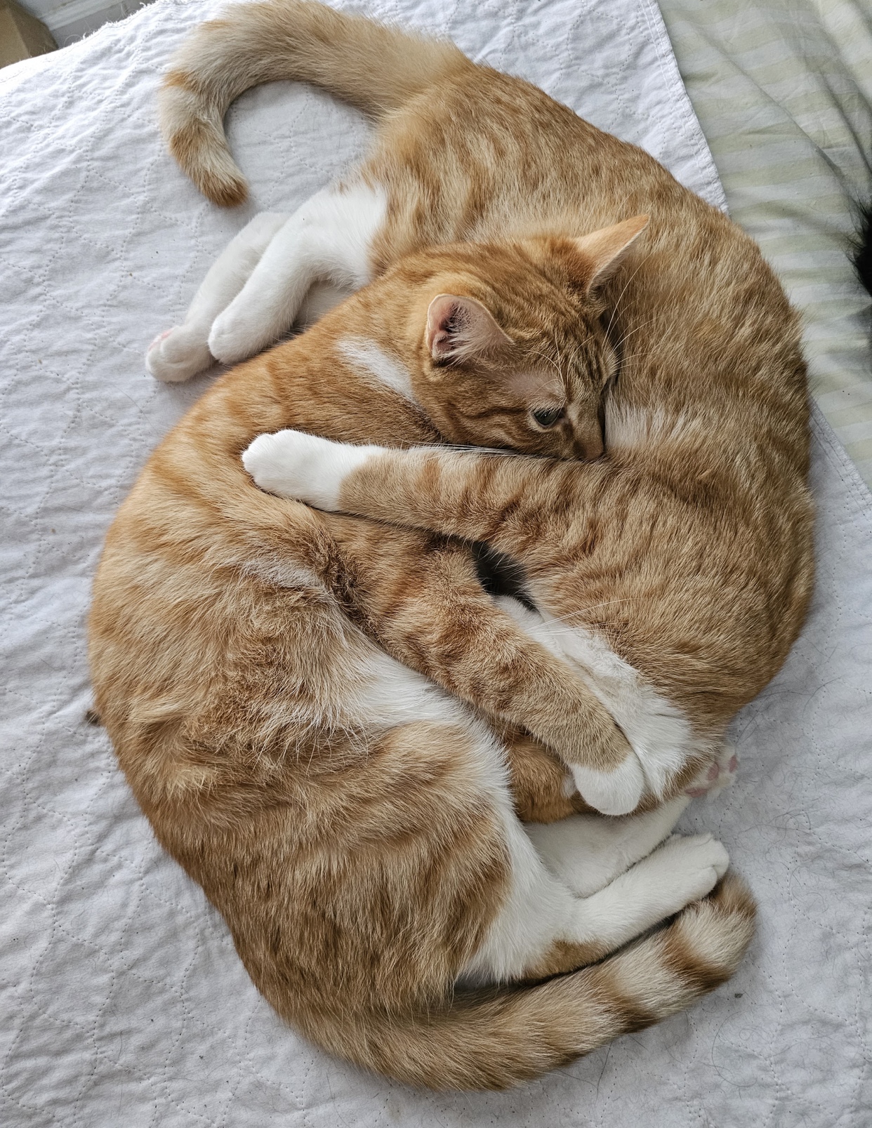 Squeakers (bonded to Cuddles) — thumbnail 4