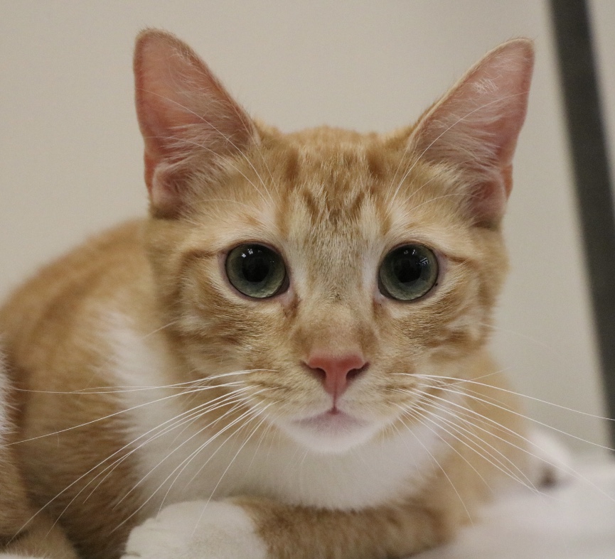 Enlarge Squeakers (bonded to Cuddles), a Adoptable Domestic Short Hair in Los Angeles, CA image 1/6