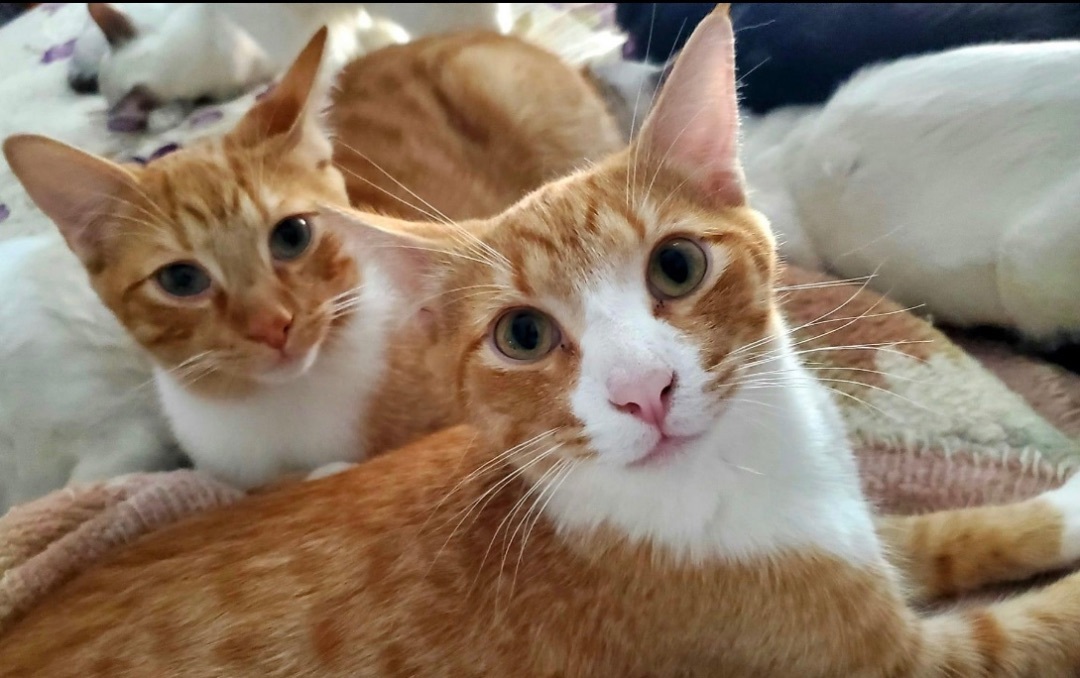 Squeakers (bonded to Cuddles) — thumbnail 6