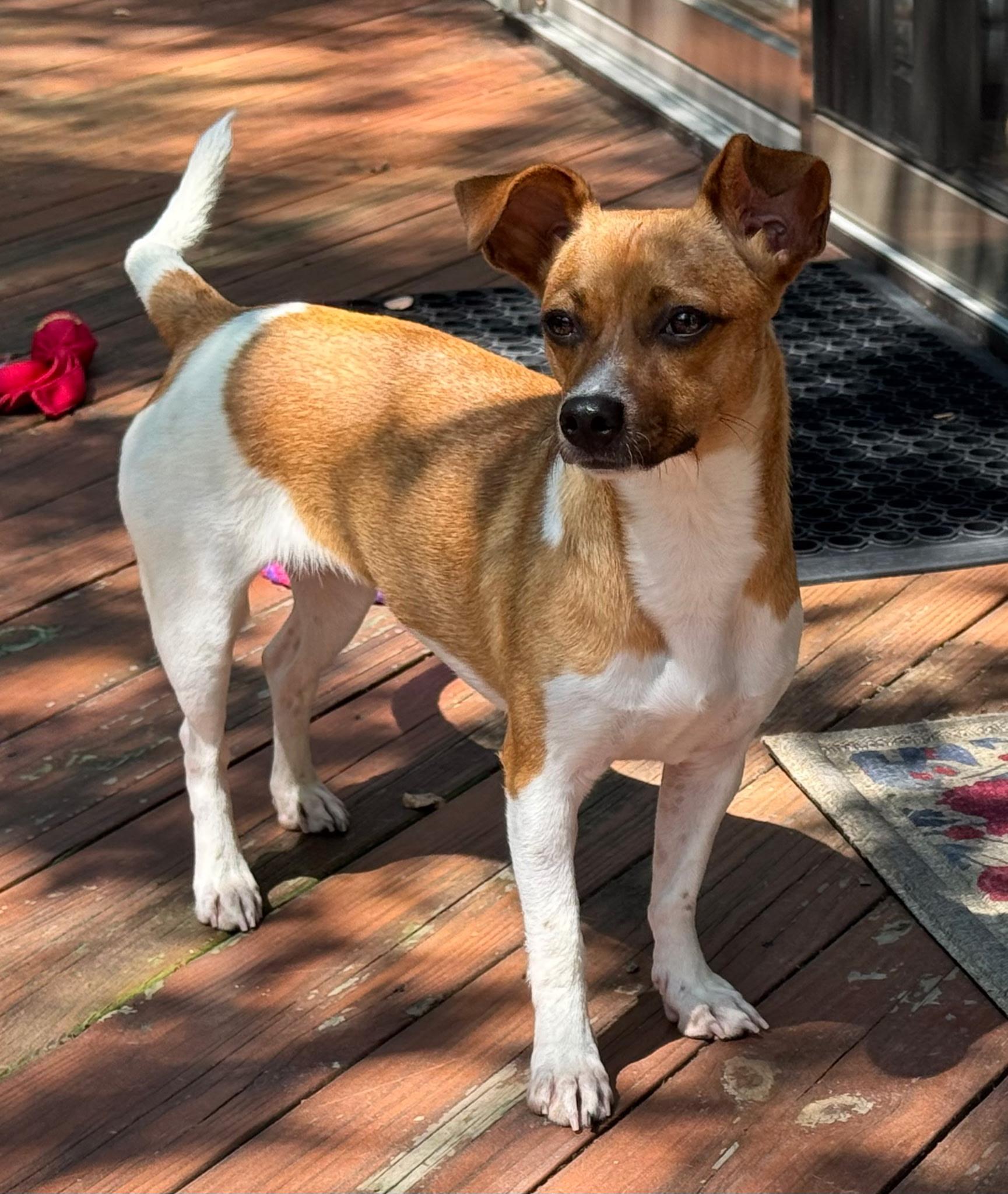 Enlarge Fawn, a Adoptable mixed breed in Paramus, NJ image 4/6