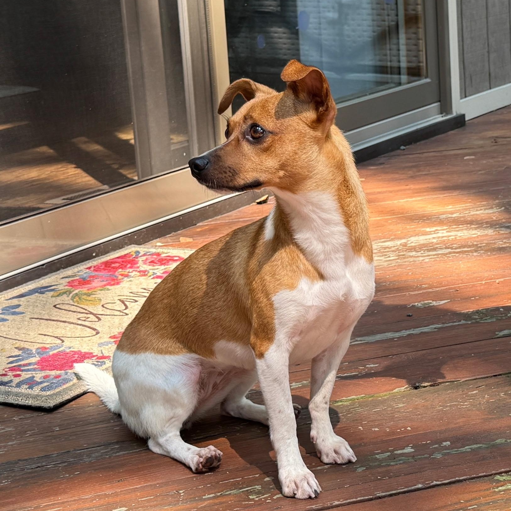 Fawn, Adoptable, Young Female Terrier.