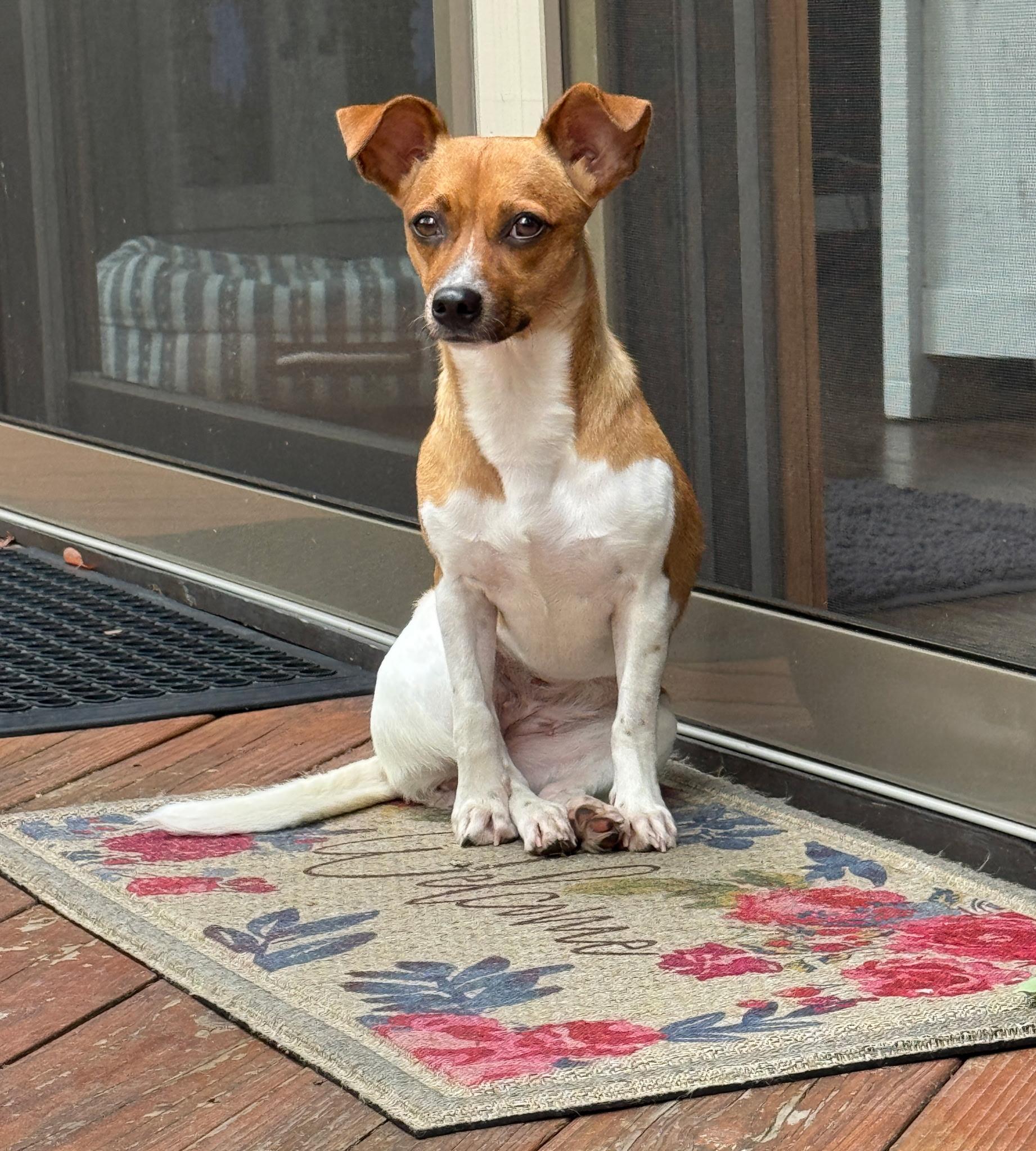 Enlarge Fawn, a Adoptable mixed breed in Paramus, NJ image 6/6
