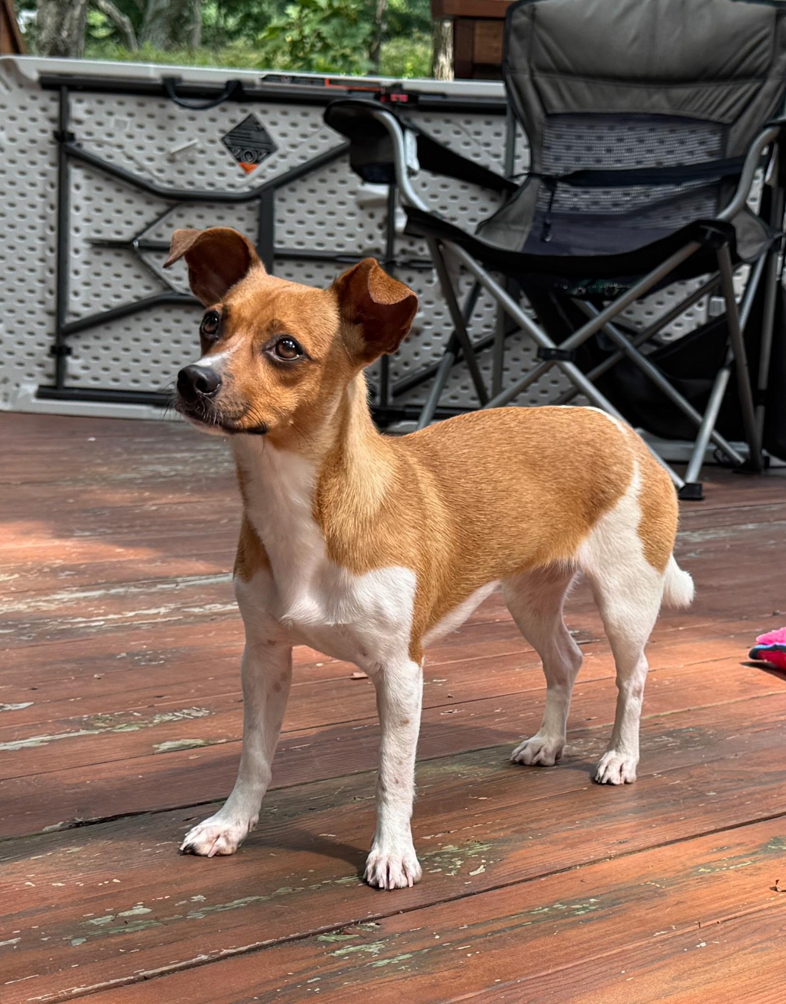 Enlarge Fawn, a Adoptable mixed breed in Paramus, NJ image 3/6